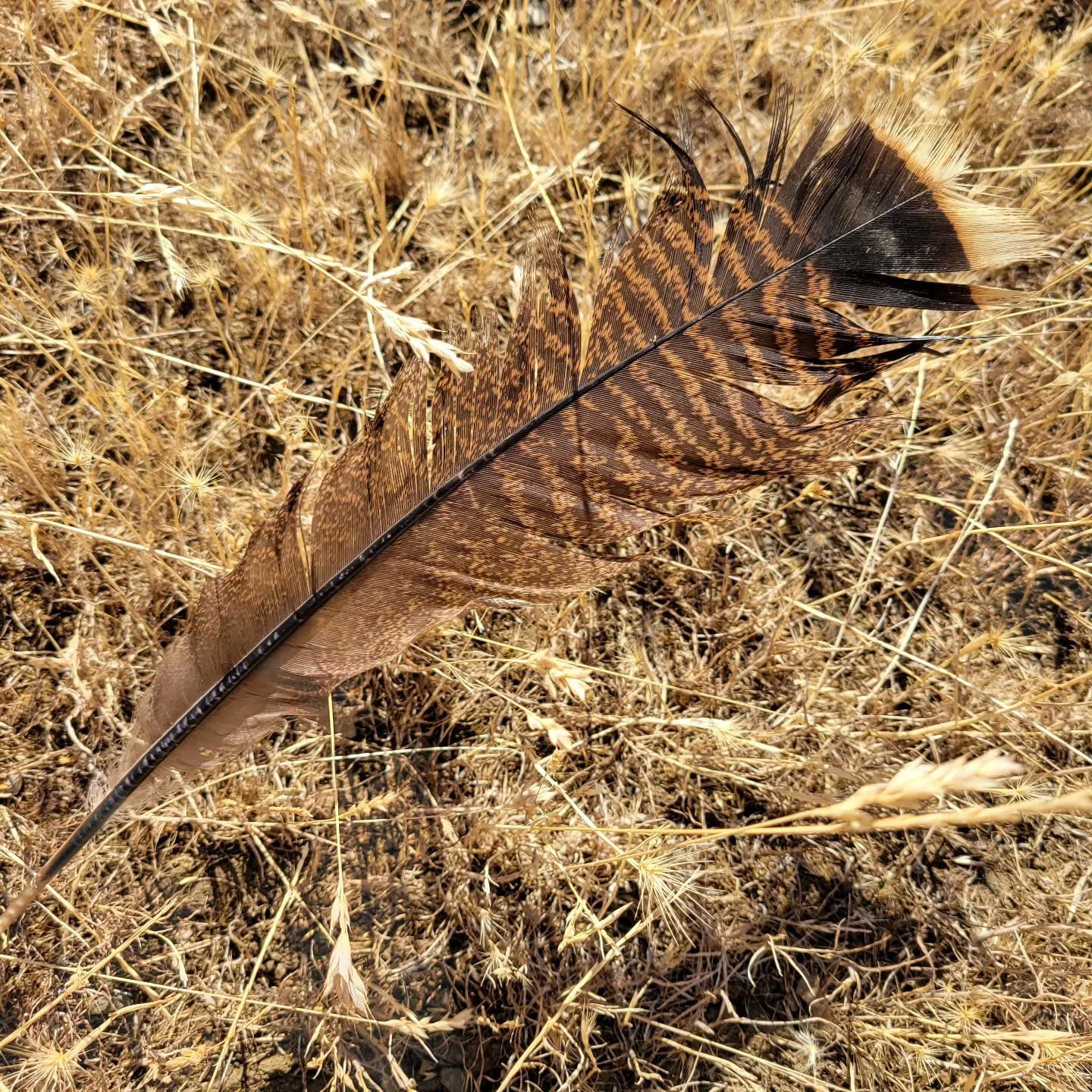 Happy Thanksgiving!

I am thankful and grateful for you all!