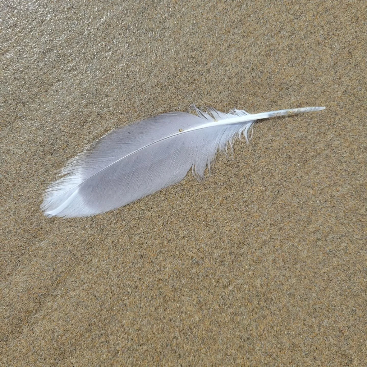 Let the simple things fill you with gratitude.