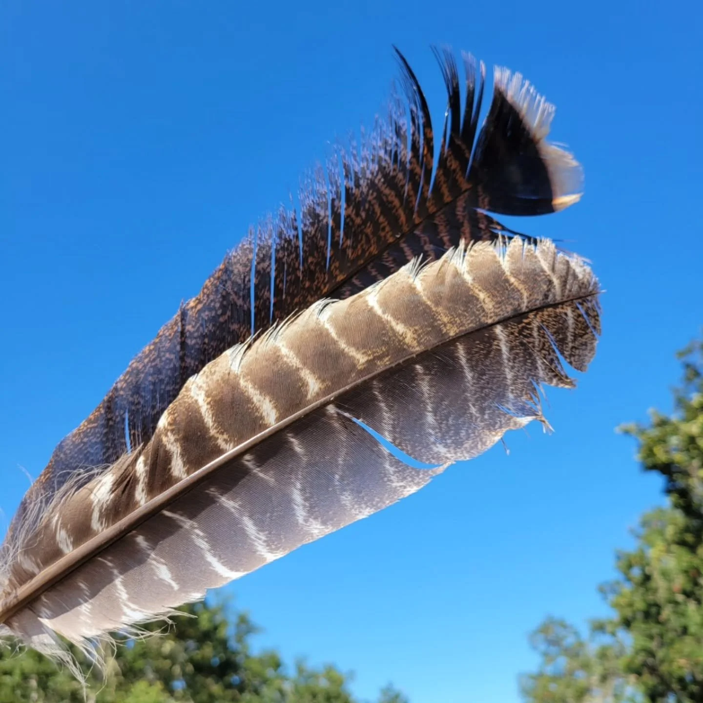 Feathers - connection to the divine.