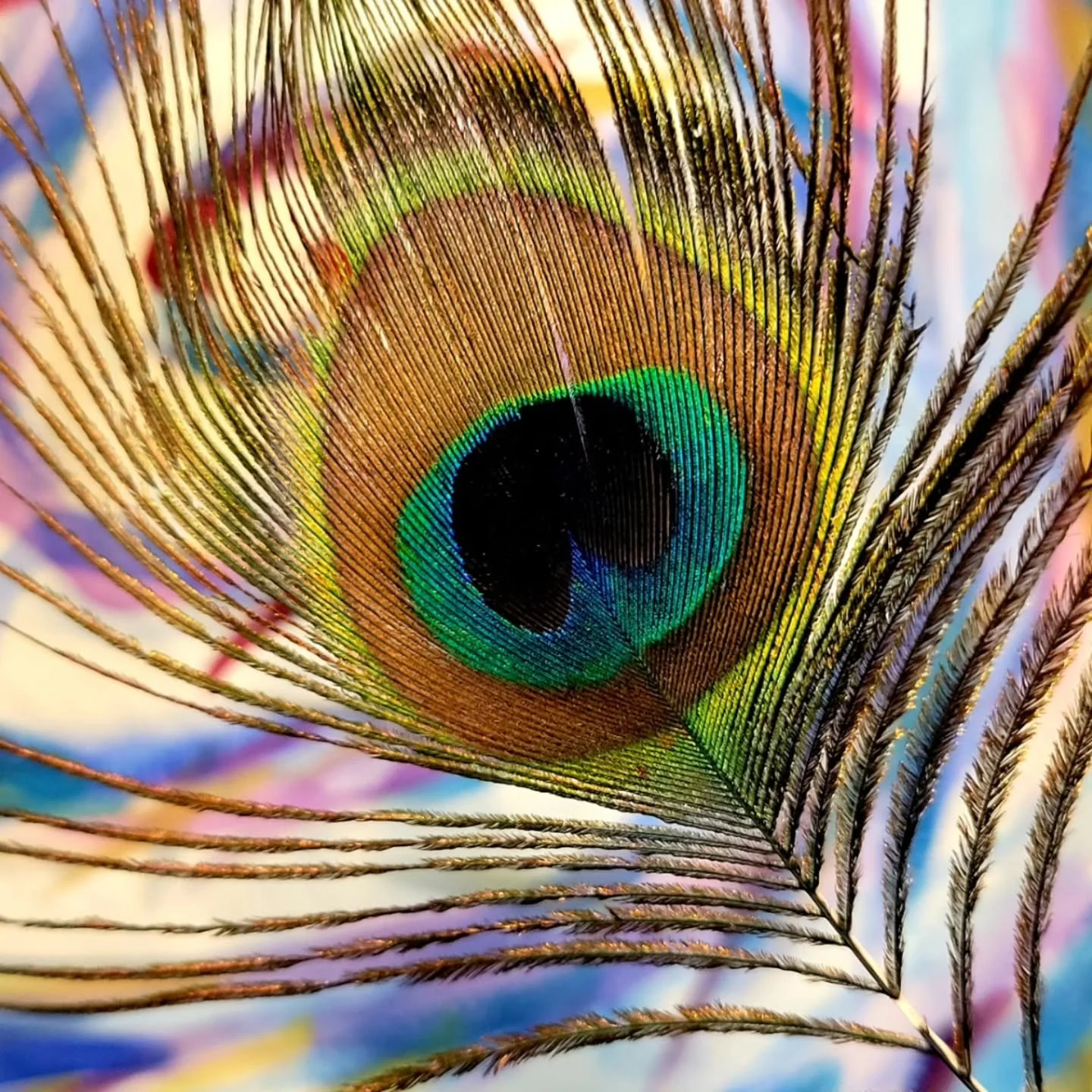 The peacock feather - Mother Nature's brilliance.