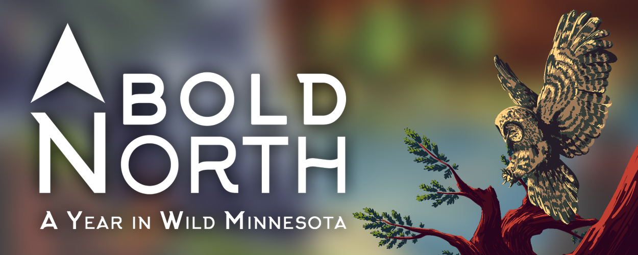 Bold North