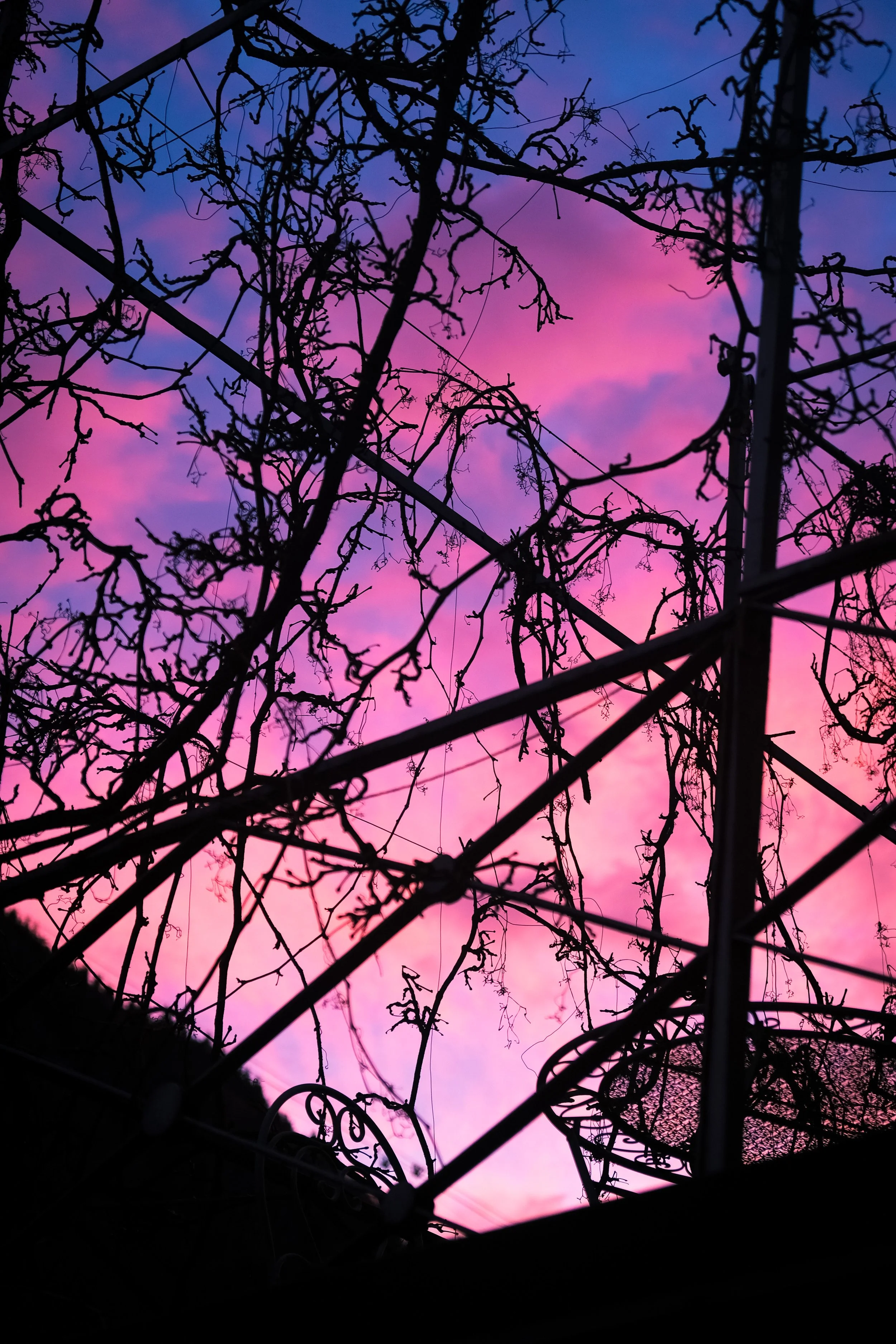 Schatten von knorrigen Zweigen und einem Gitter vor einem pink-lilafarbenen Sonnenuntergangshimmel.
