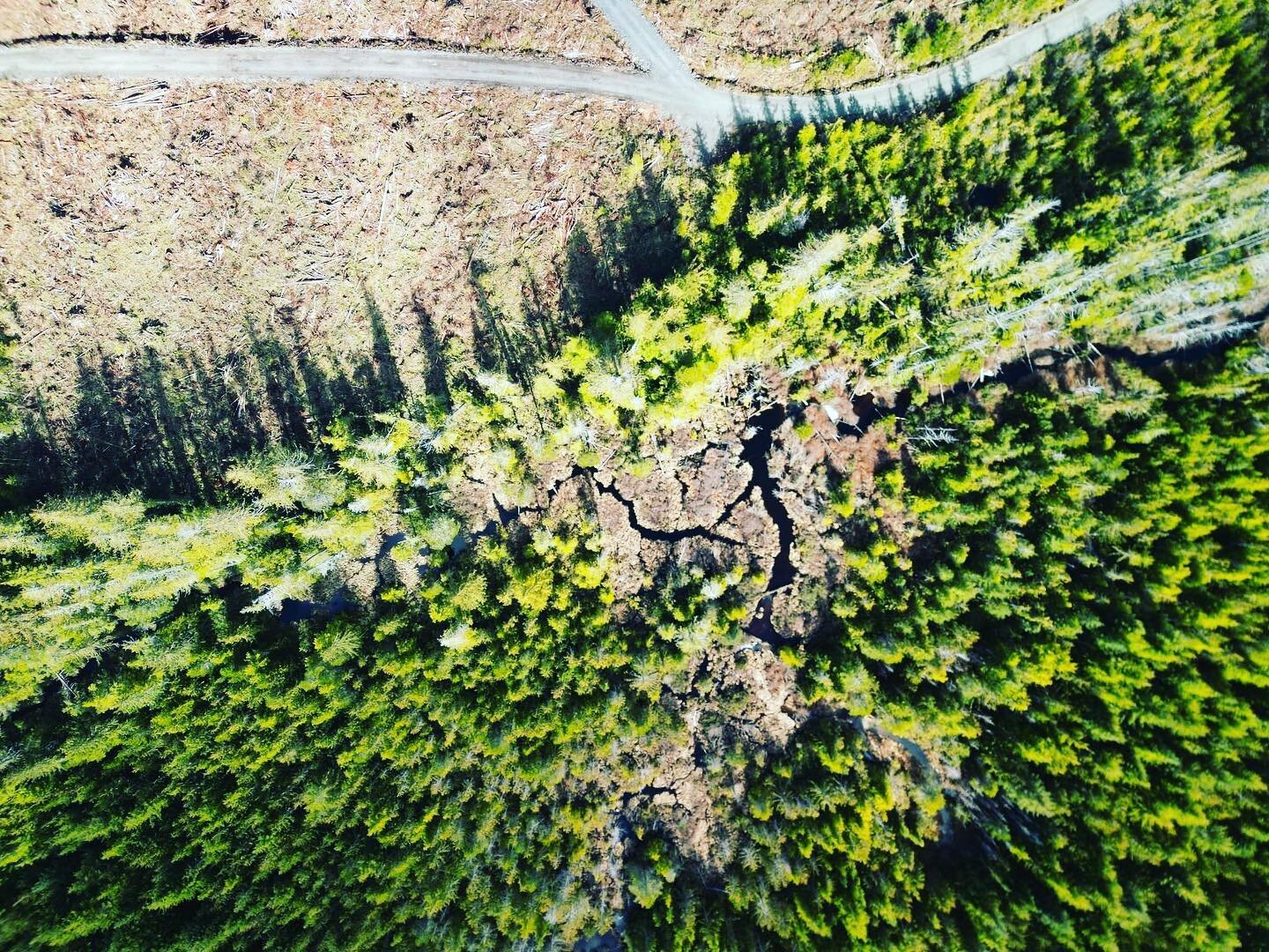 #BREAKING: #Kwakiutl leadership has confirmed that LeMare Lake Logging has destroyed ancient #OldGrowth a'tłi (forest) in a Top Priority Deferral Area near Port Hardy and the community are taking steps to stop the company which intends to continue lo