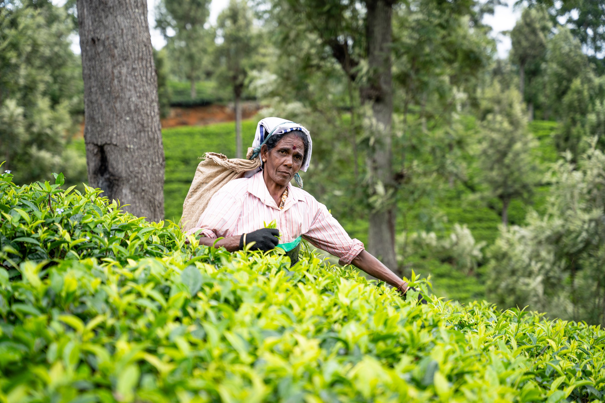 A woman harvesting tea leaves in a lush green tea plantation.