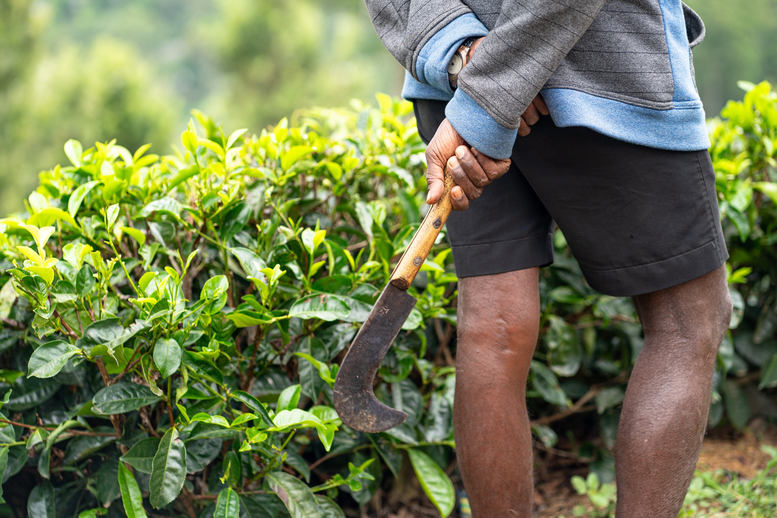 Man working in a lush green garden, holding a curved gardening tool, wearing shorts and a gray jacket.