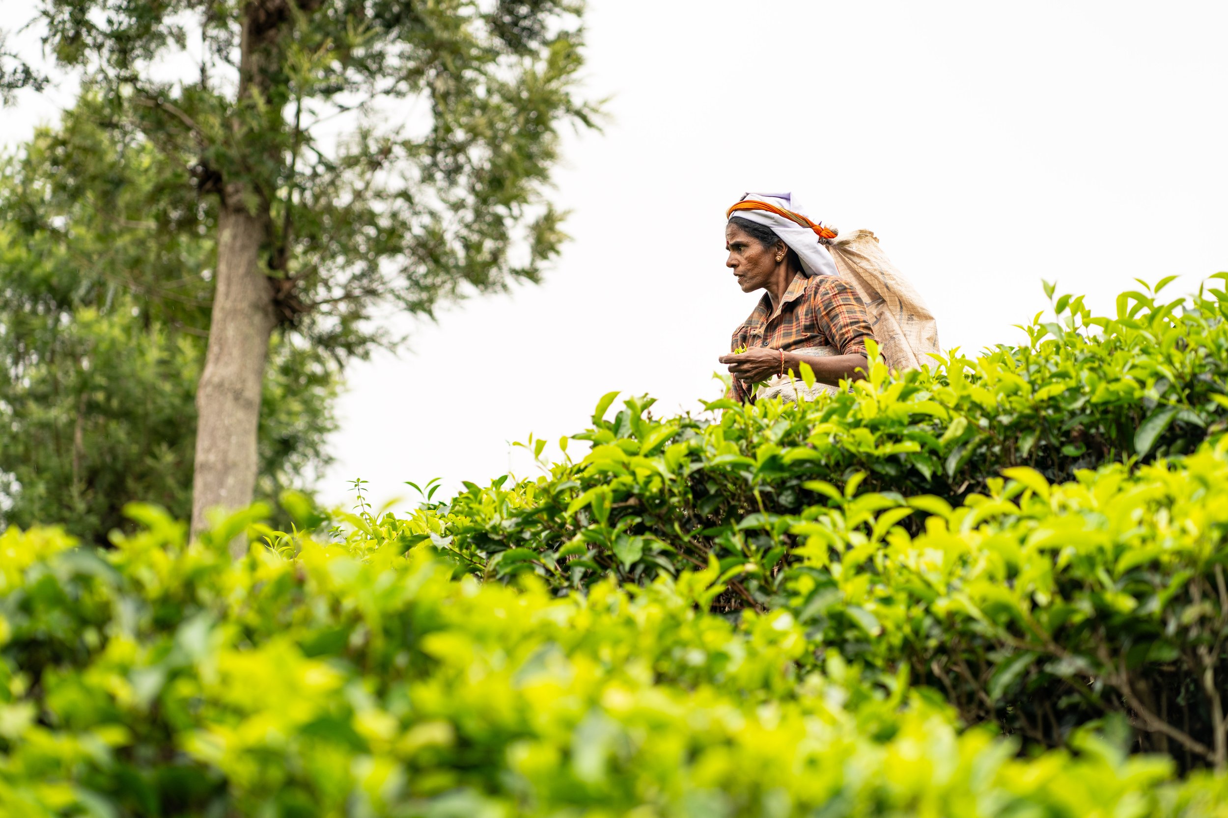 A woman with dark skin, wearing a plaid shirt and a headscarf, stands in a lush green tea plantation, holding tea leaves in her hand.