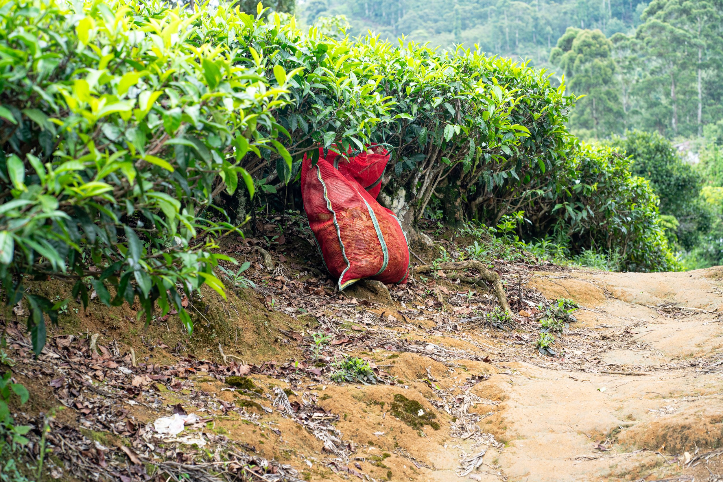 A red sack partially hidden among lush green bushes on a dirt and rocky trail in a forested area.