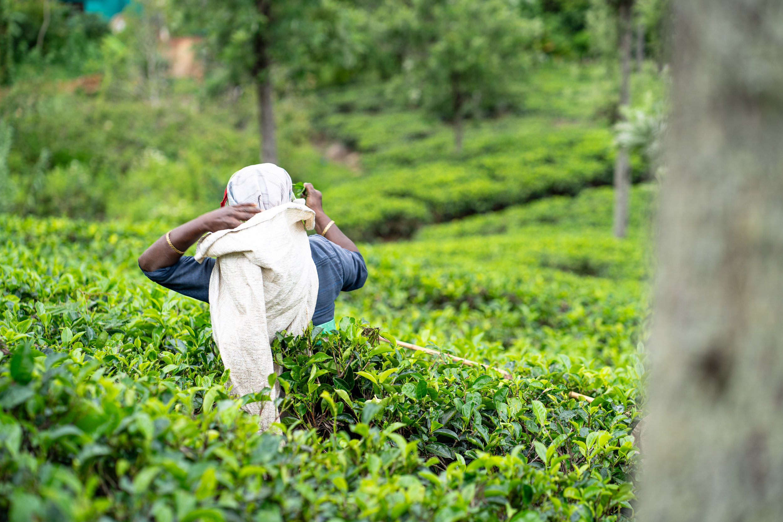 A person harvesting tea leaves in a lush green tea plantation surrounded by trees.