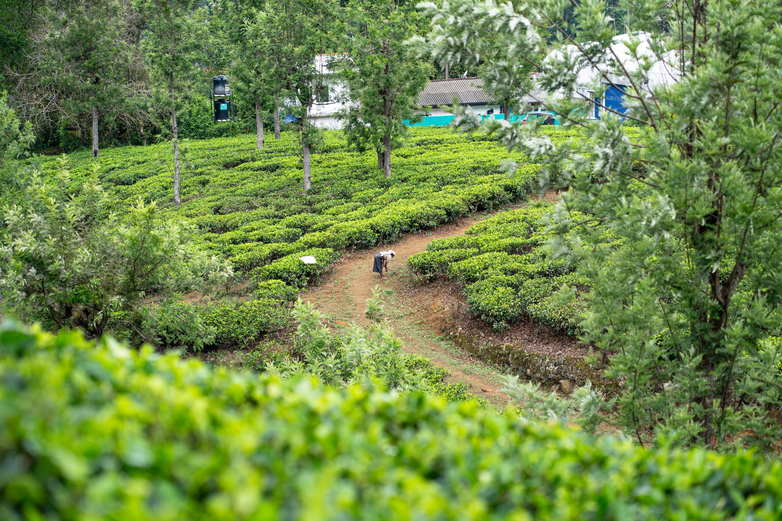 A person working in a lush green tea plantation on a hill, surrounded by trees and small houses in the background.