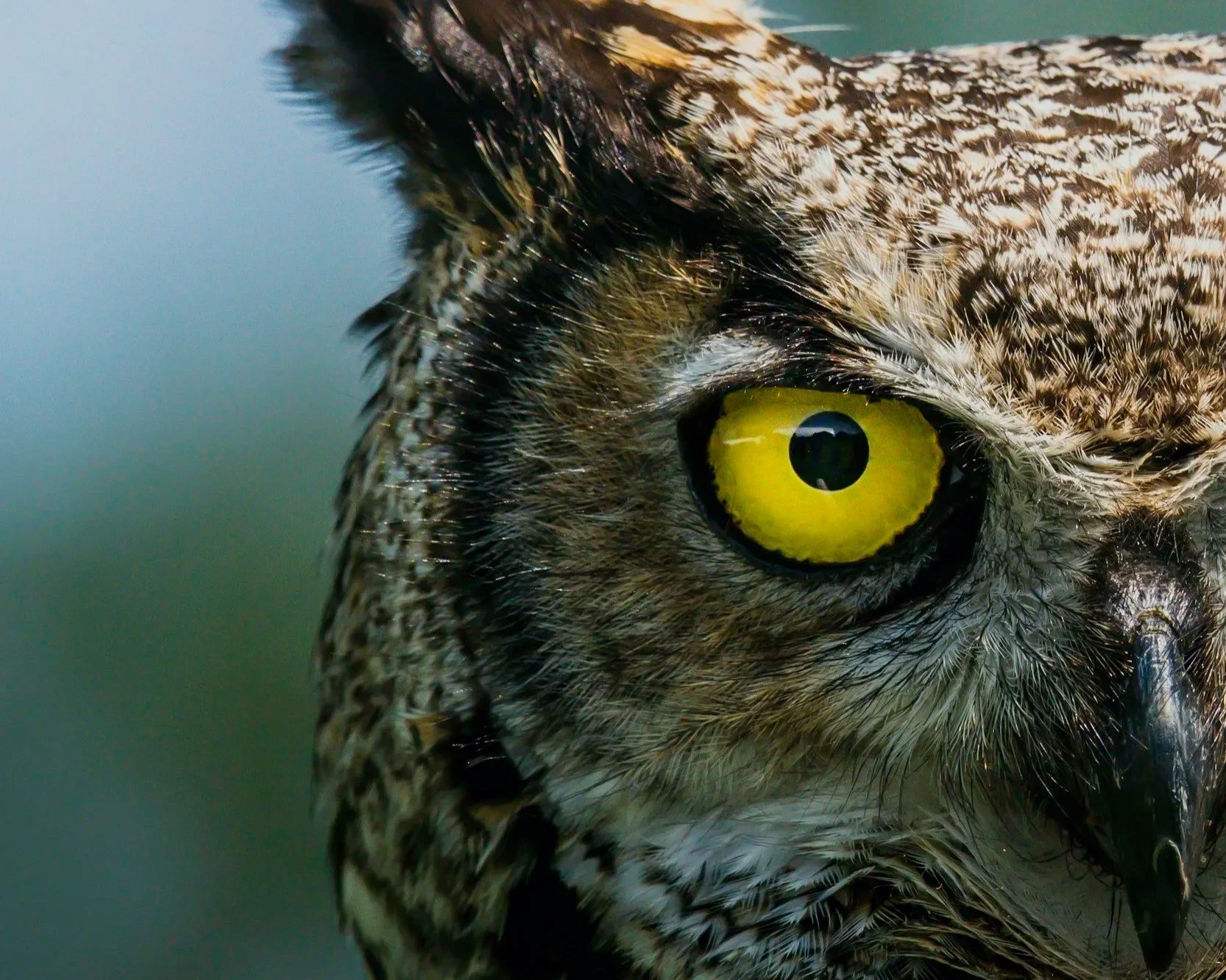 Close up of an owl face in nature with yellow eyes