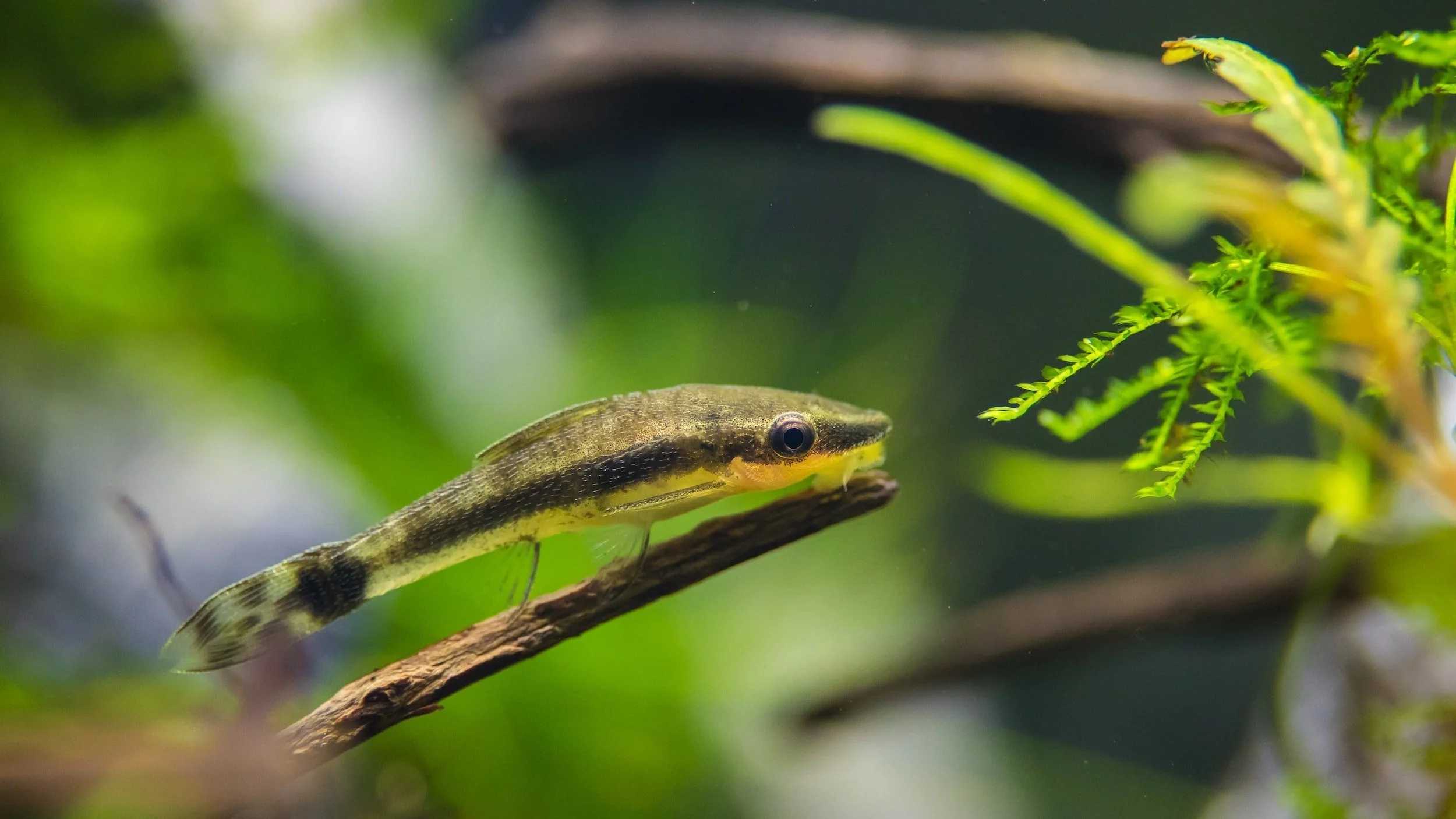 Rivershore Aquariums