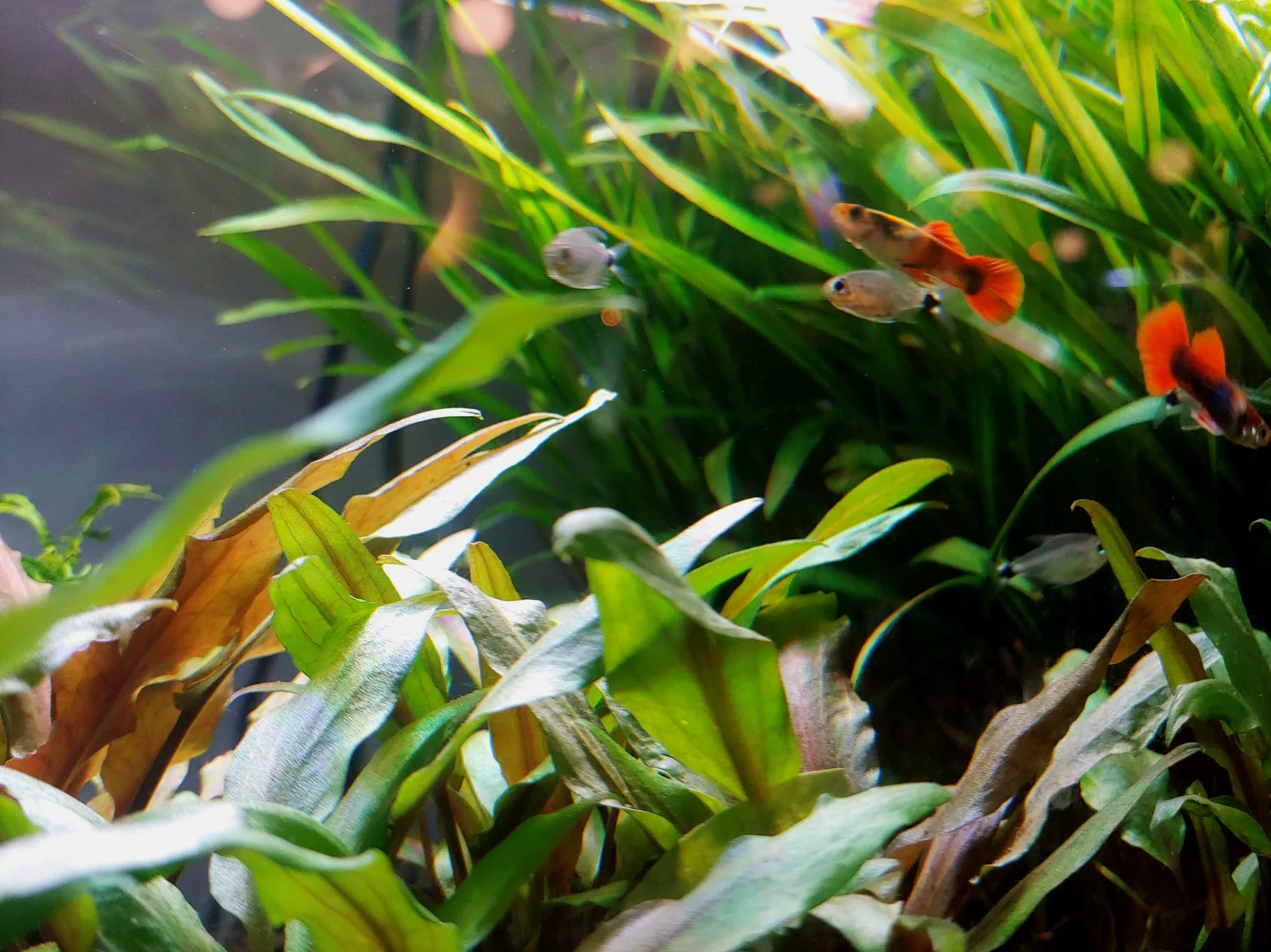 Photo inspiration: How To Set Up An Aquarium In Minnesota Helpful Guide Photo Inspiration