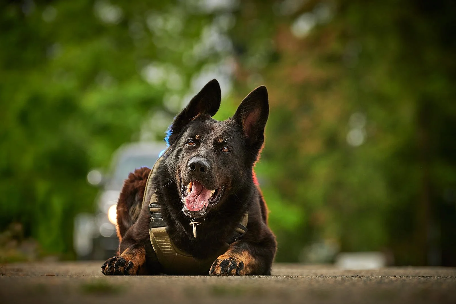 A black and brown dog lying on a concrete surface outdoors, with a blurred green background.