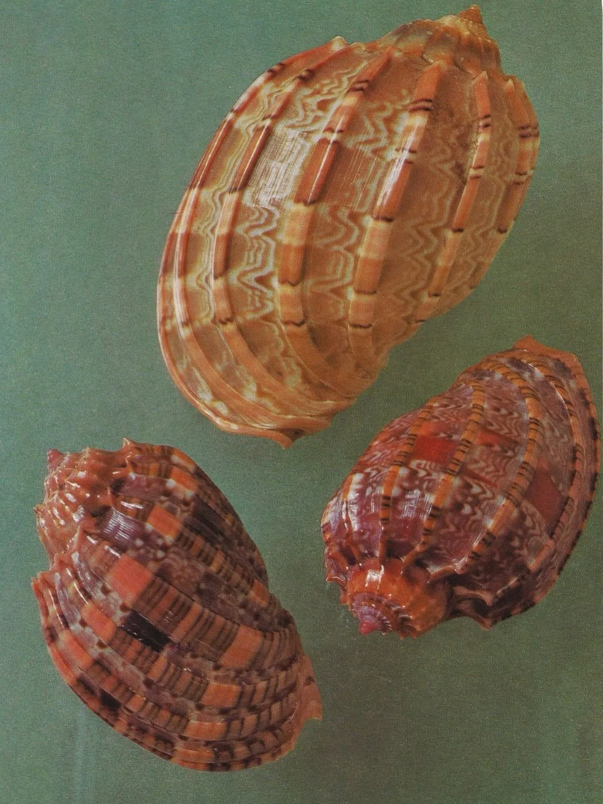 A post dedicated to my forever obsession with seashells. 

Imagery via Pinterest