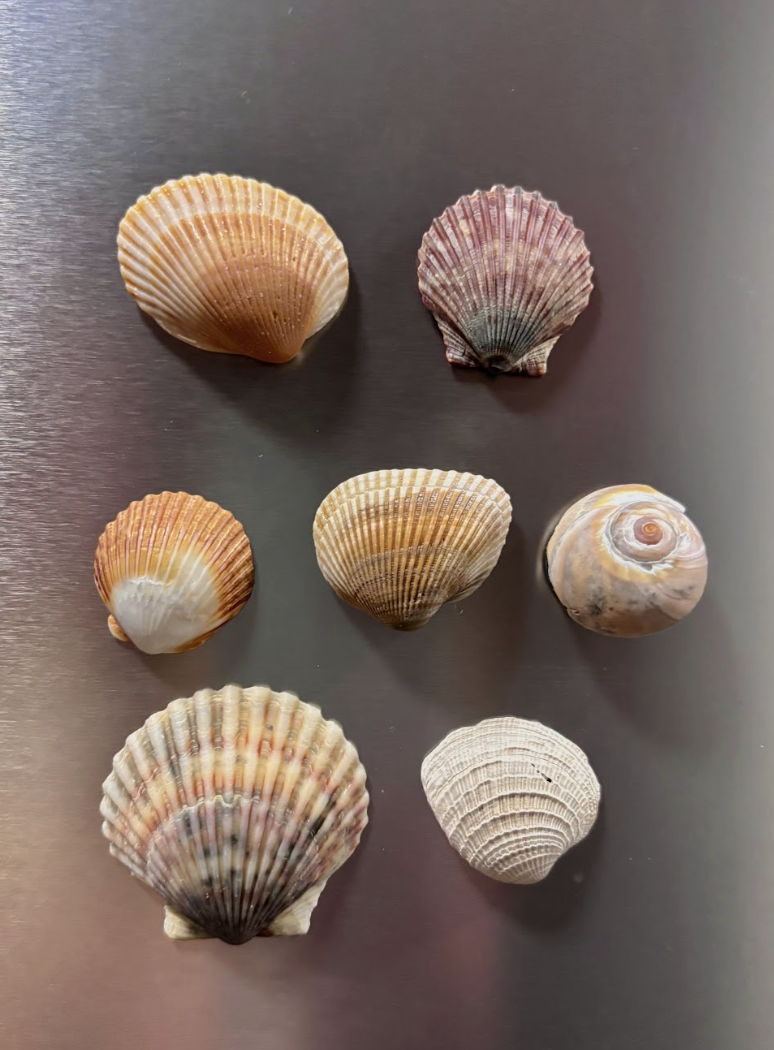 Shell Magnets