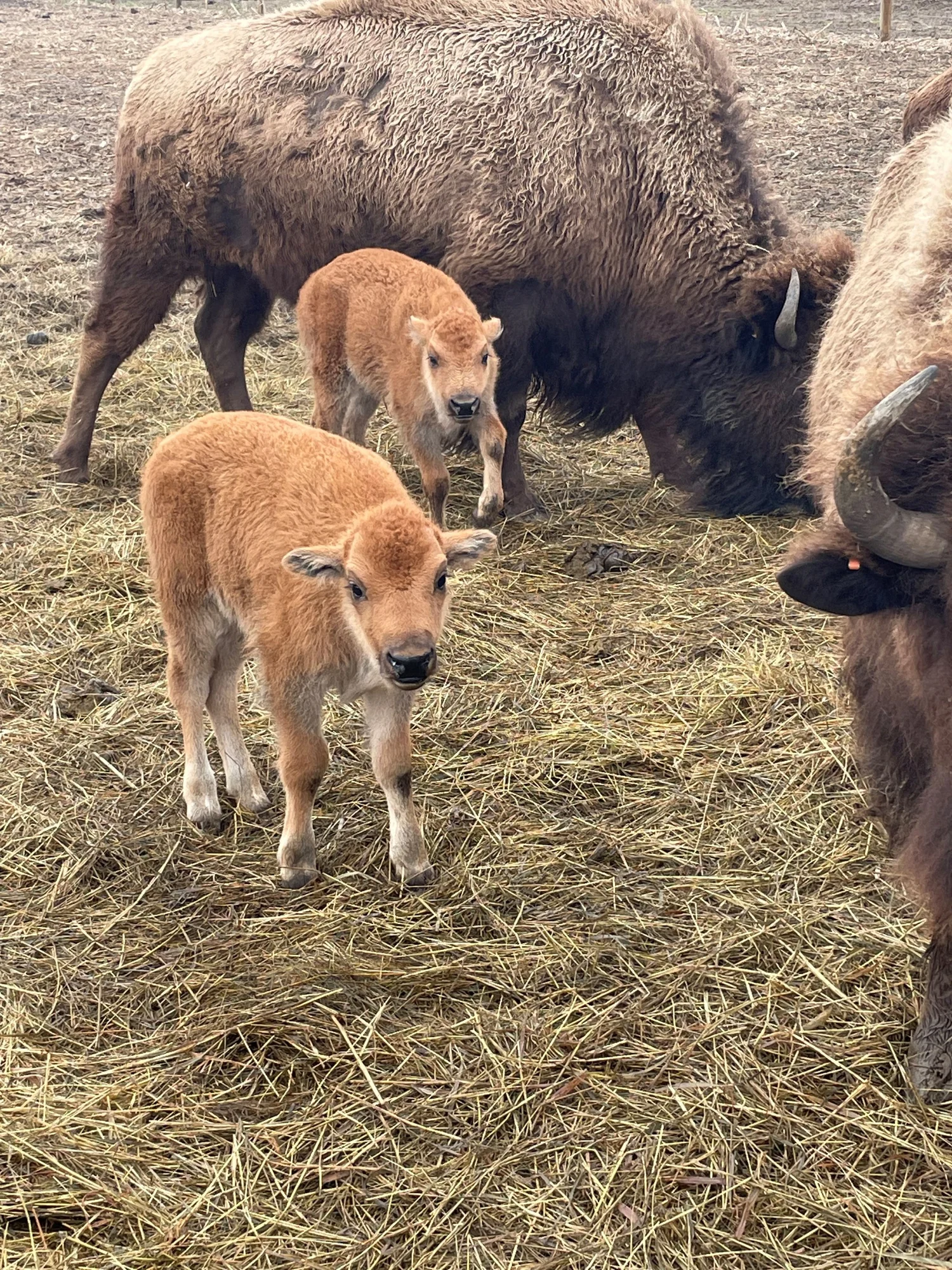 Indiana Grassfed Bison