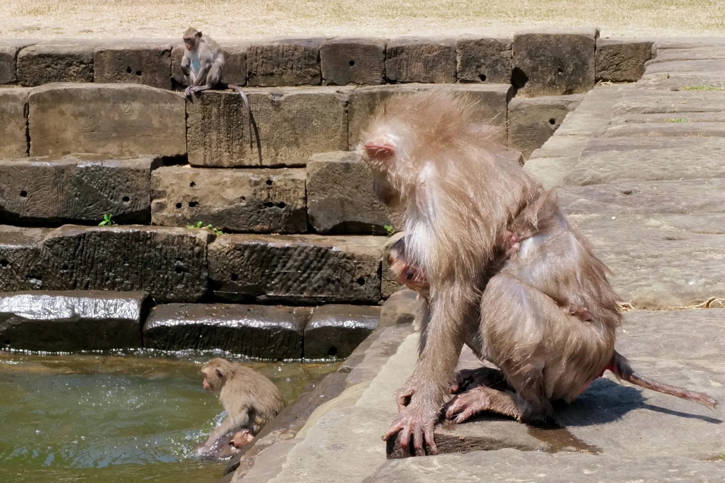 they are so fast, those macaques