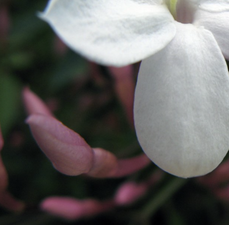 Screenshot 2025-06-26 at 8.42.24 AM.png