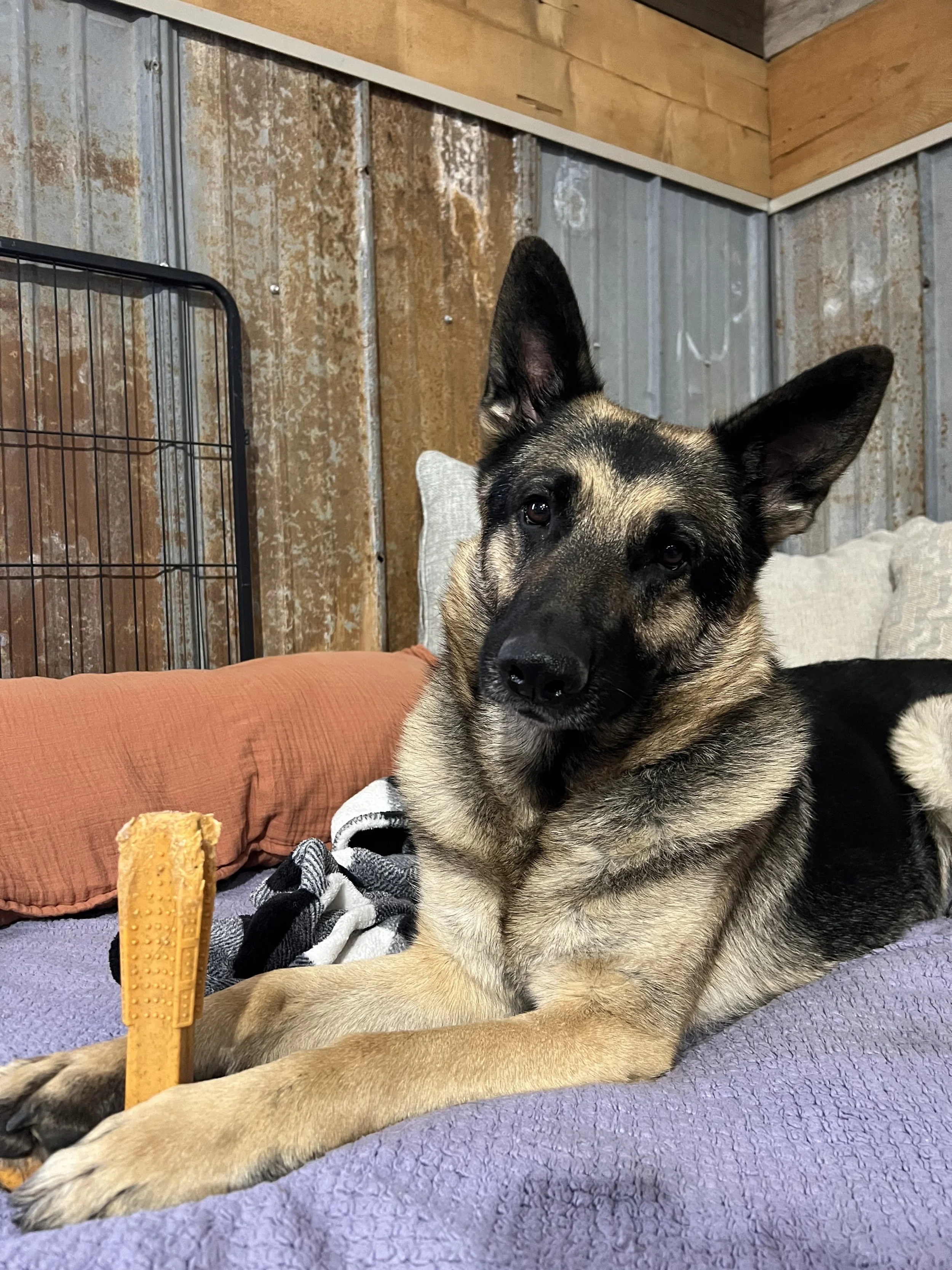 Dog Body Language &amp; Why it’s Important