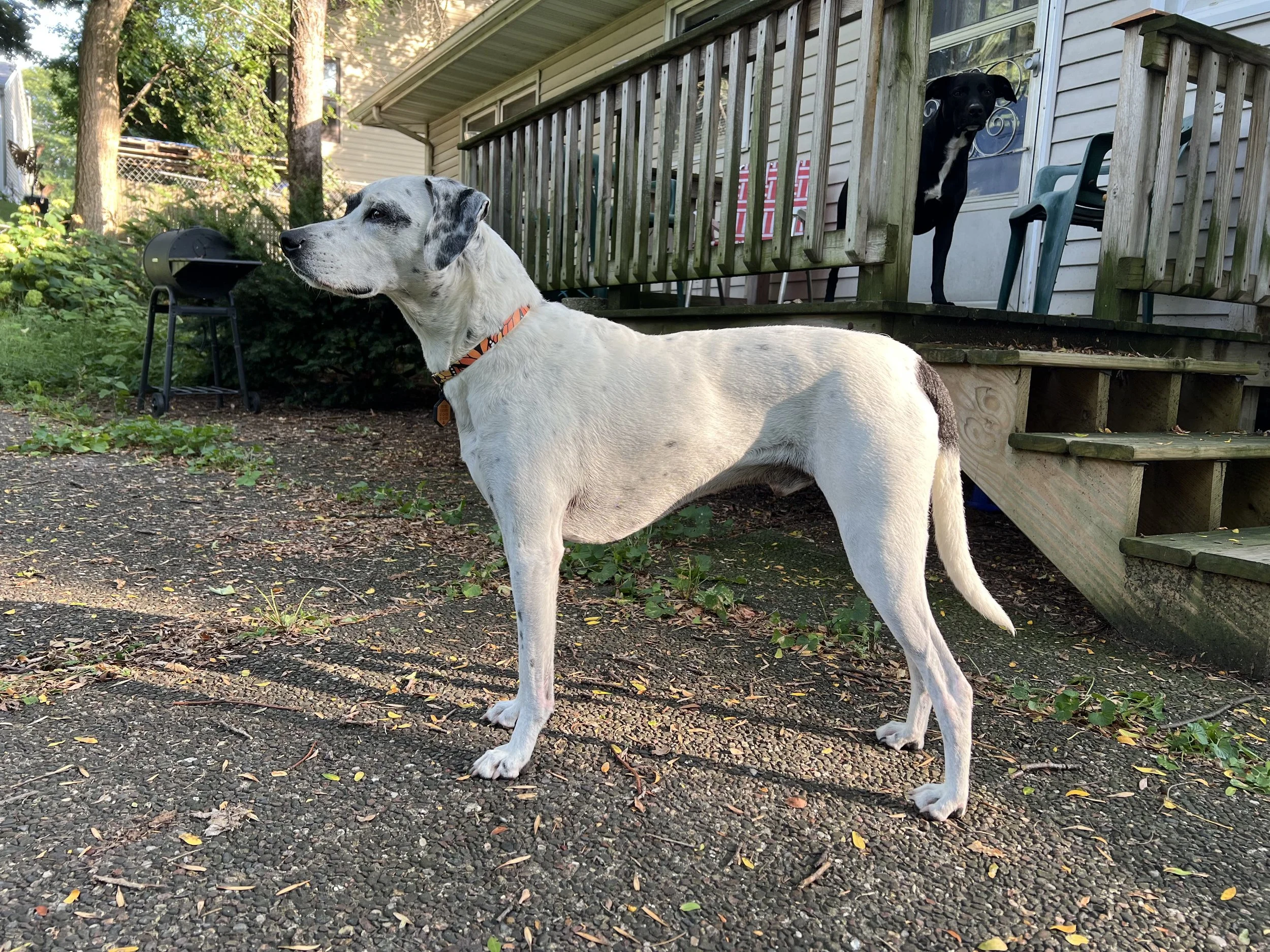 Dog Food &amp; Weight Management