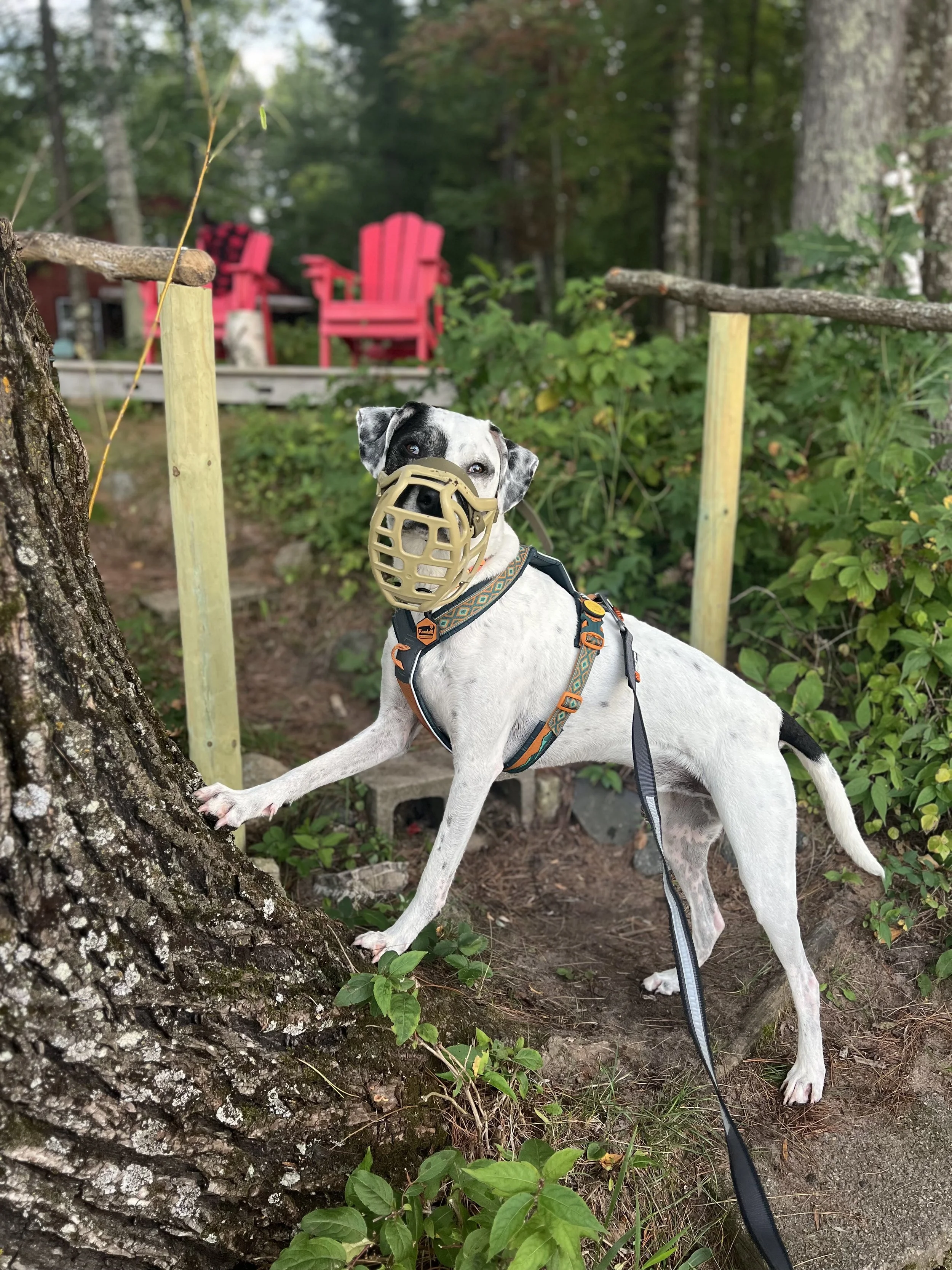a white dog wears a muzzle and poses