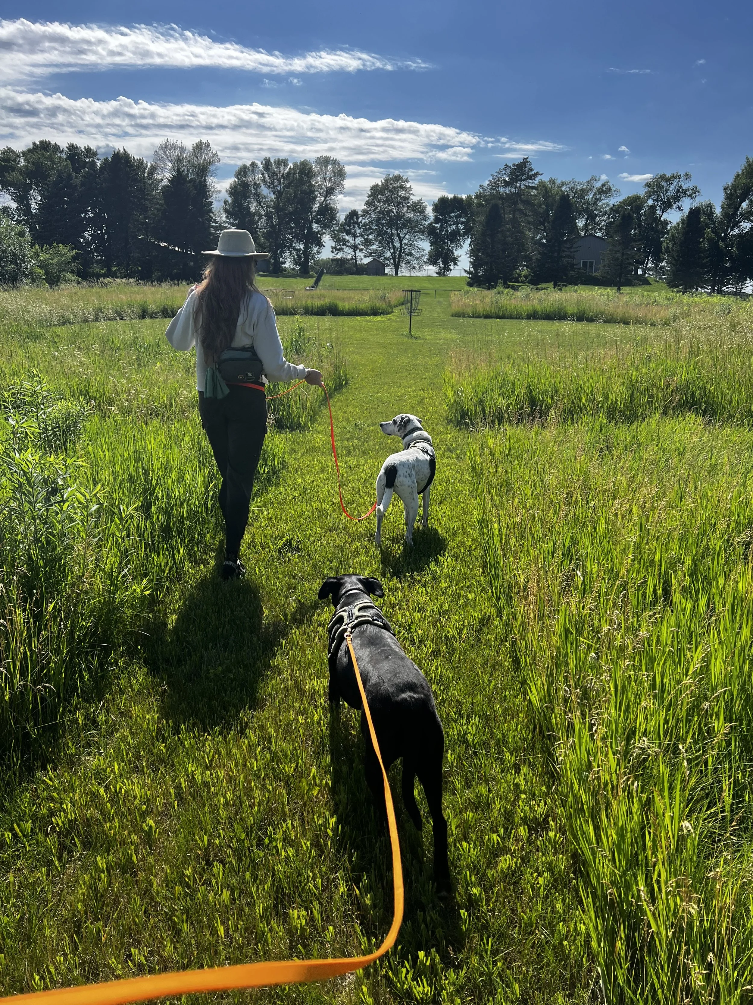 a person walking two dogs through a meadow
