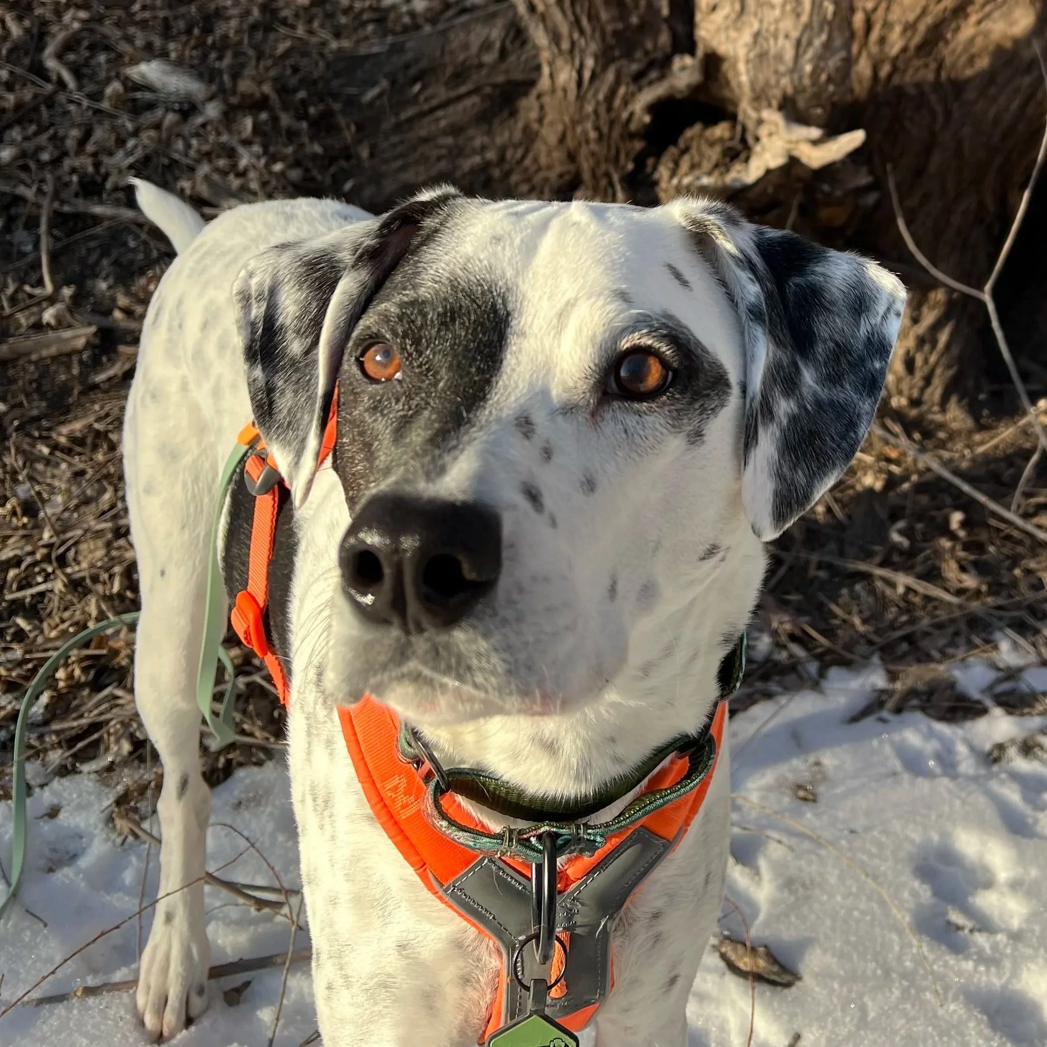 a white dog with black spots glowing under the sun