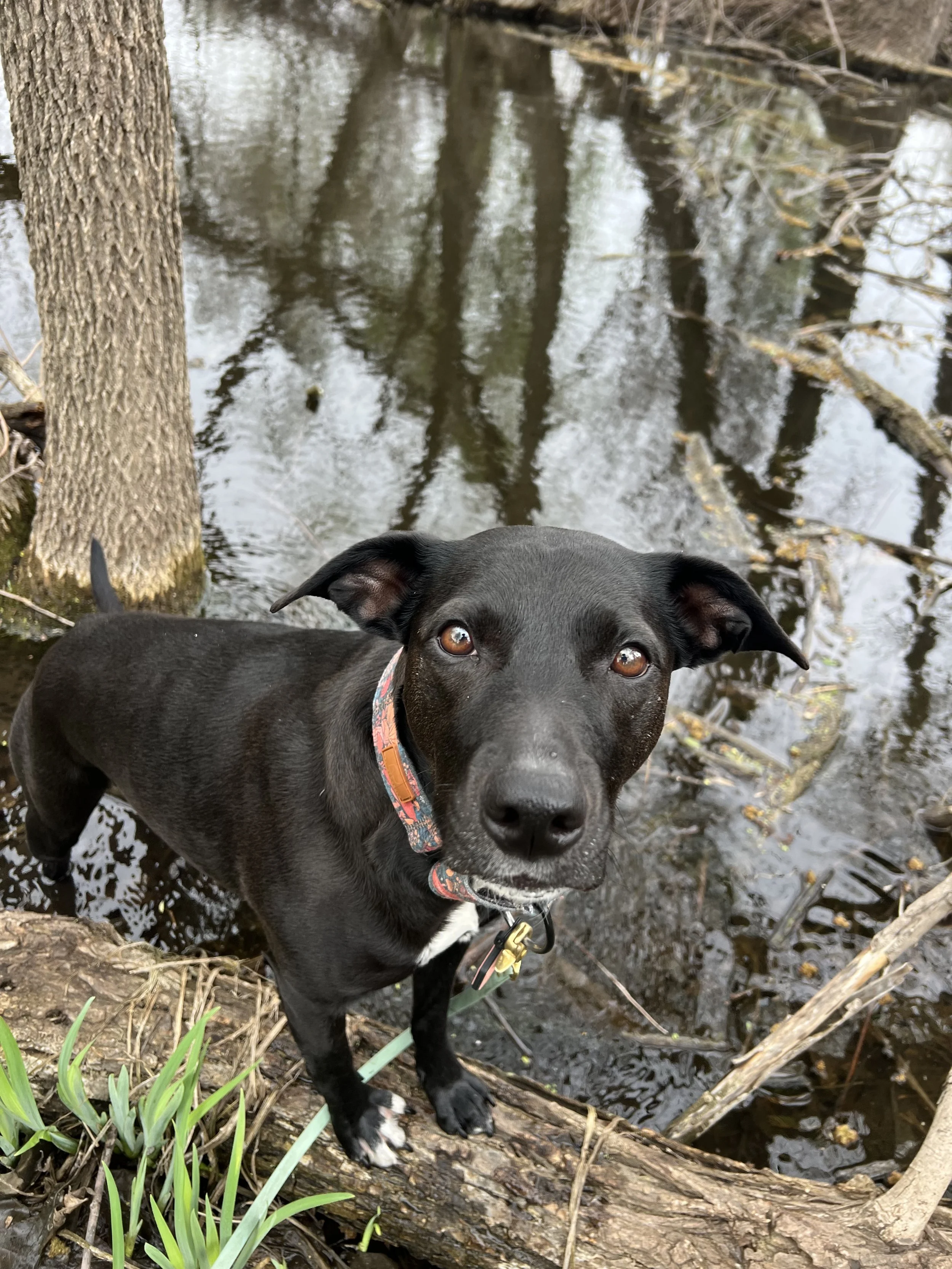 a black dog stands on a log by a pond