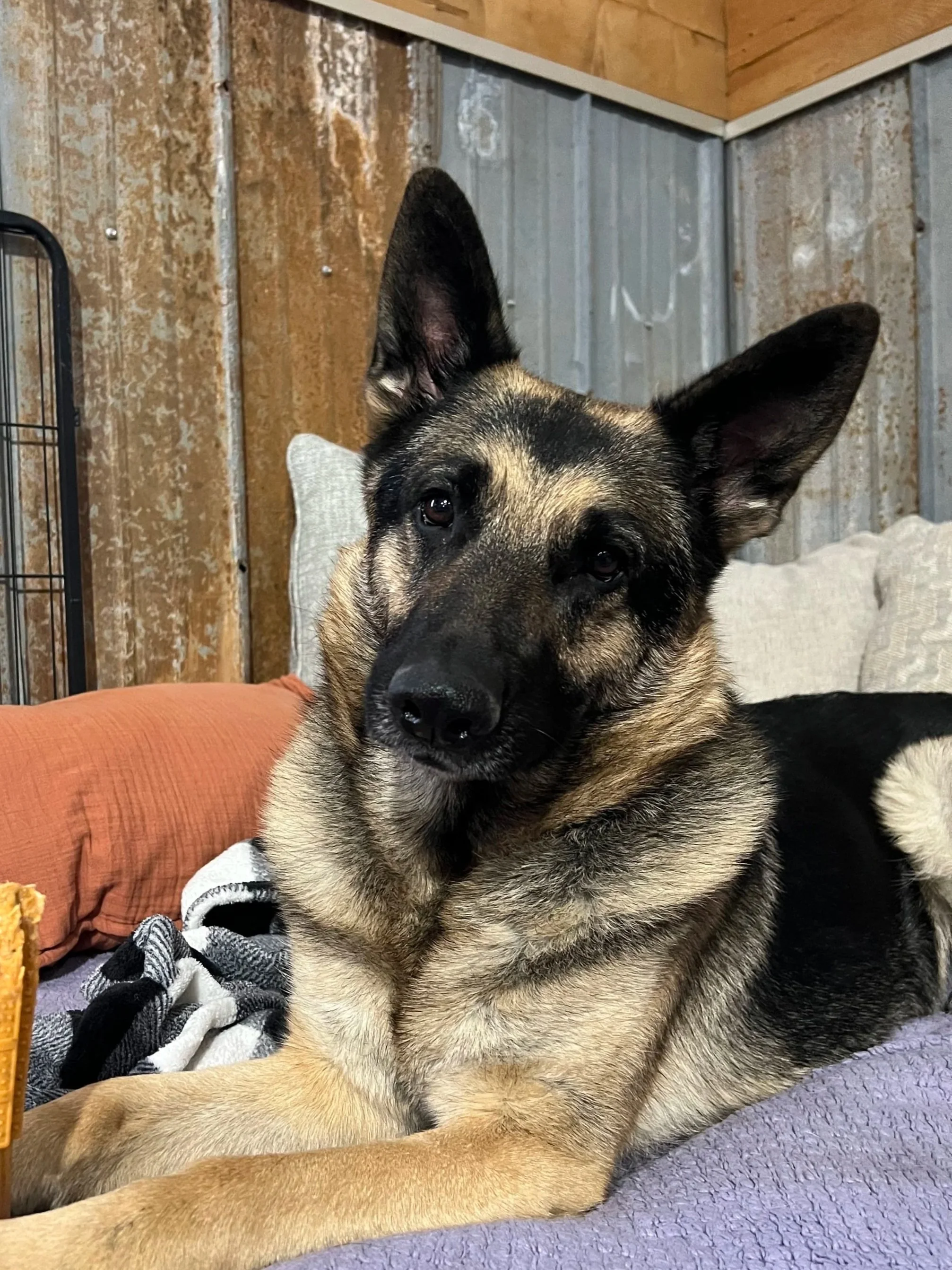 A relaxed German Shepherd Dog lays on a couch & looks at the camera
