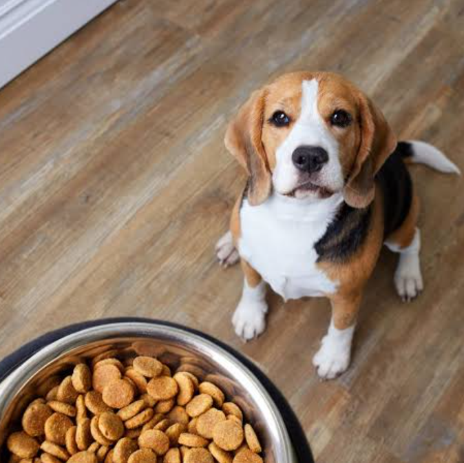 dog looks at bowl of kibble
