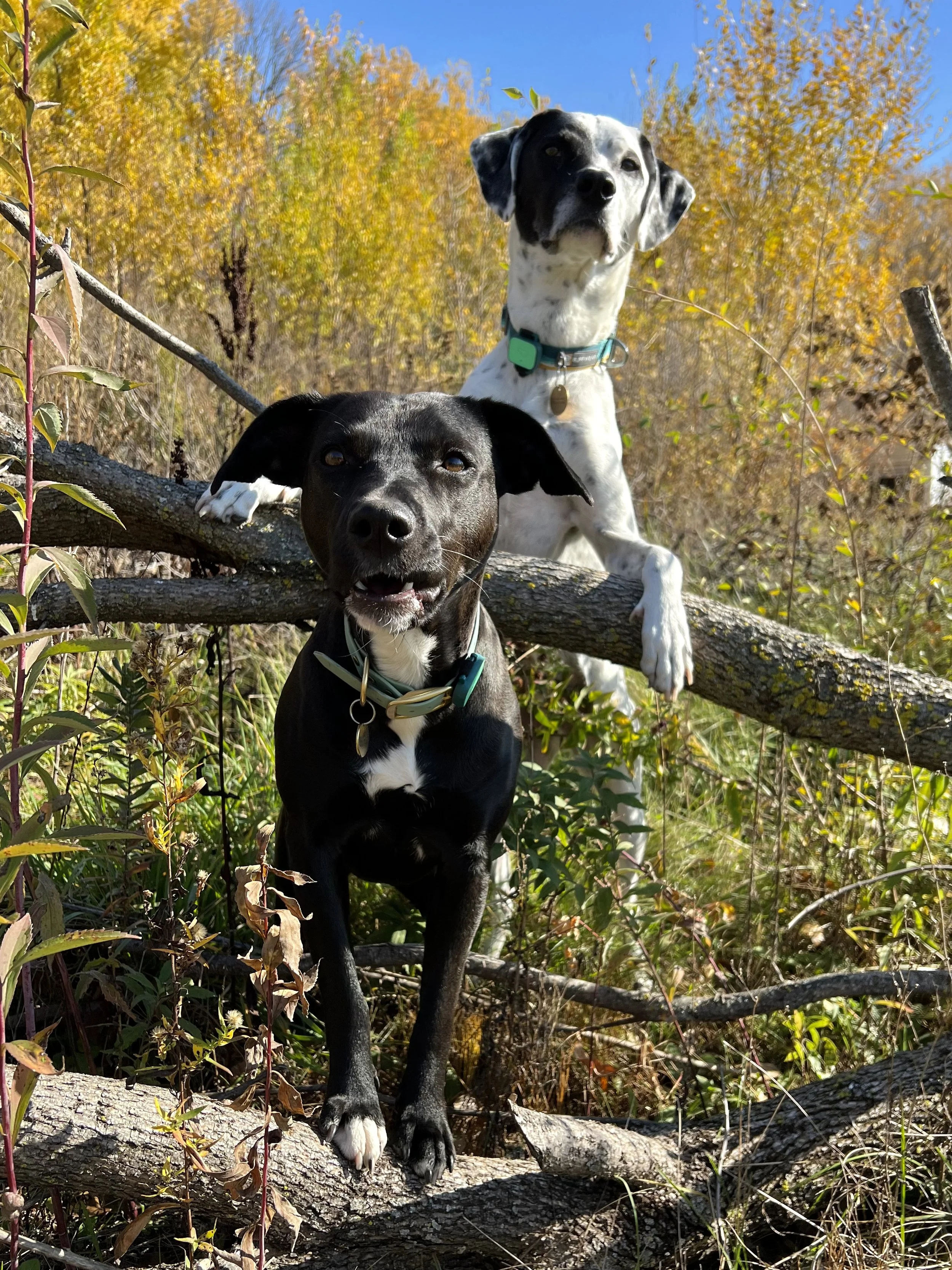 Two dogs pose, standing with their front paws on fallen branches. Both are short hair, medium-sized dogs. The back dog is white with black spots and the front dog is black with a white chest.