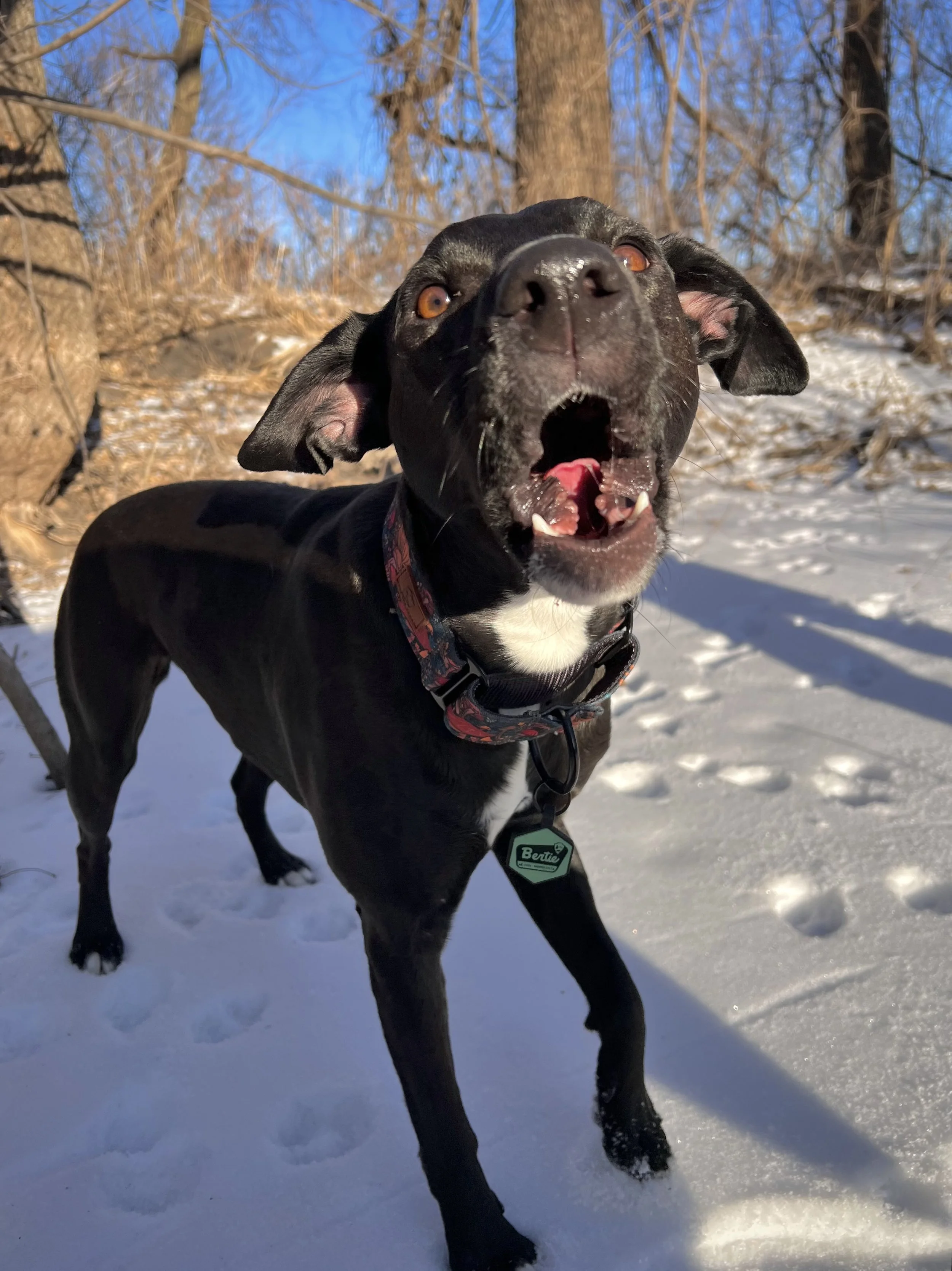 a black dog has their mouth open barking