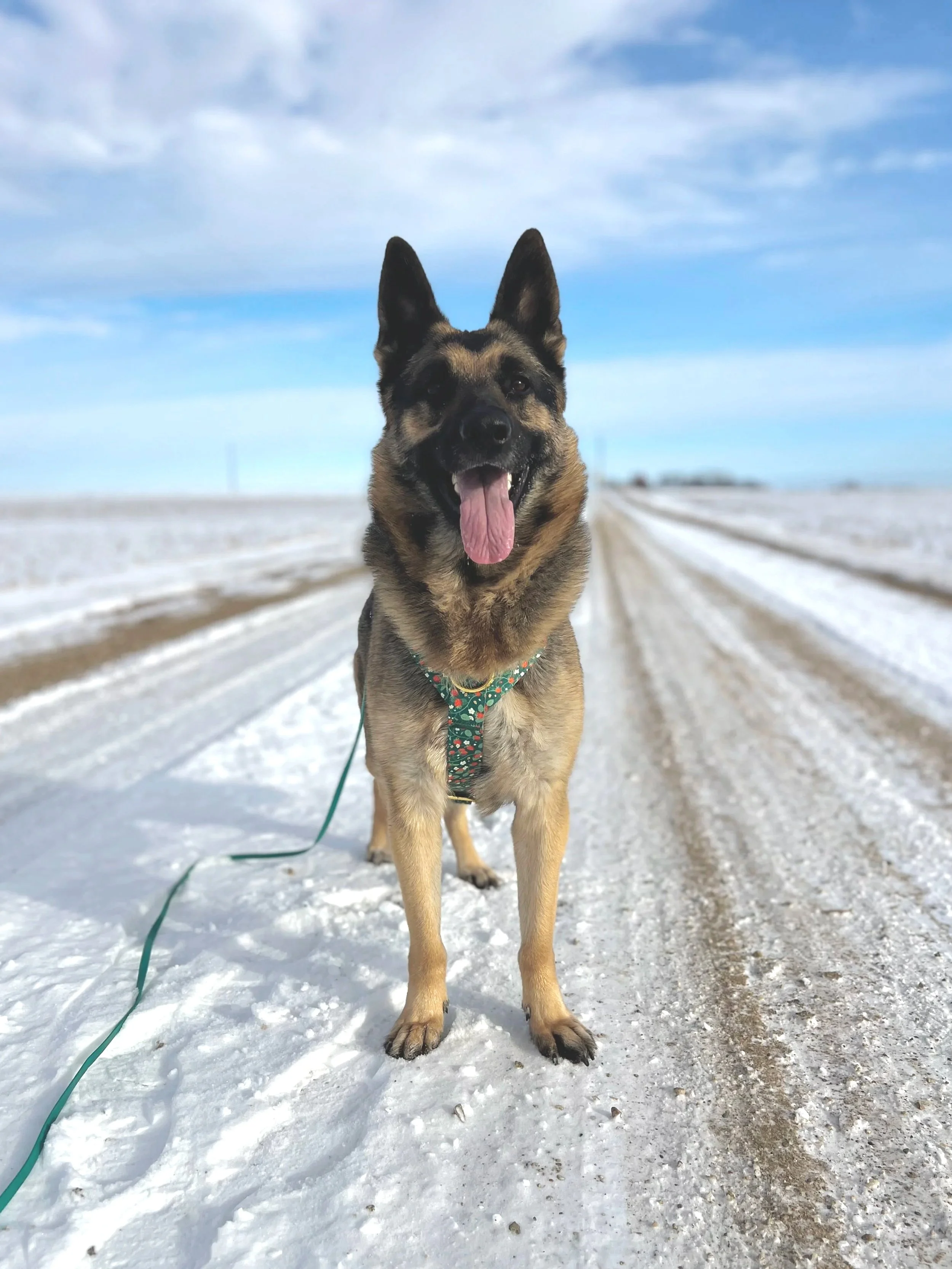 a german shepherd dog standing smiling on a snowy gravel road
