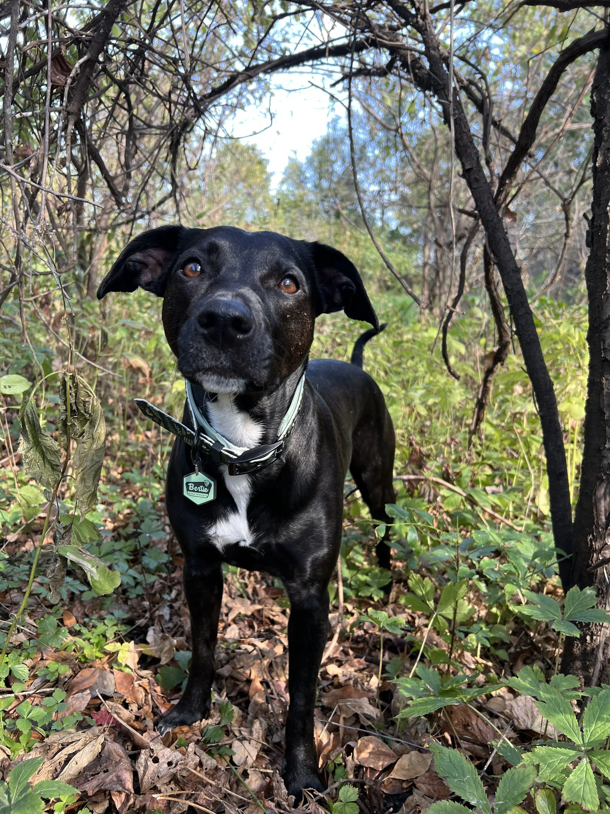 a black dog stands in the woods