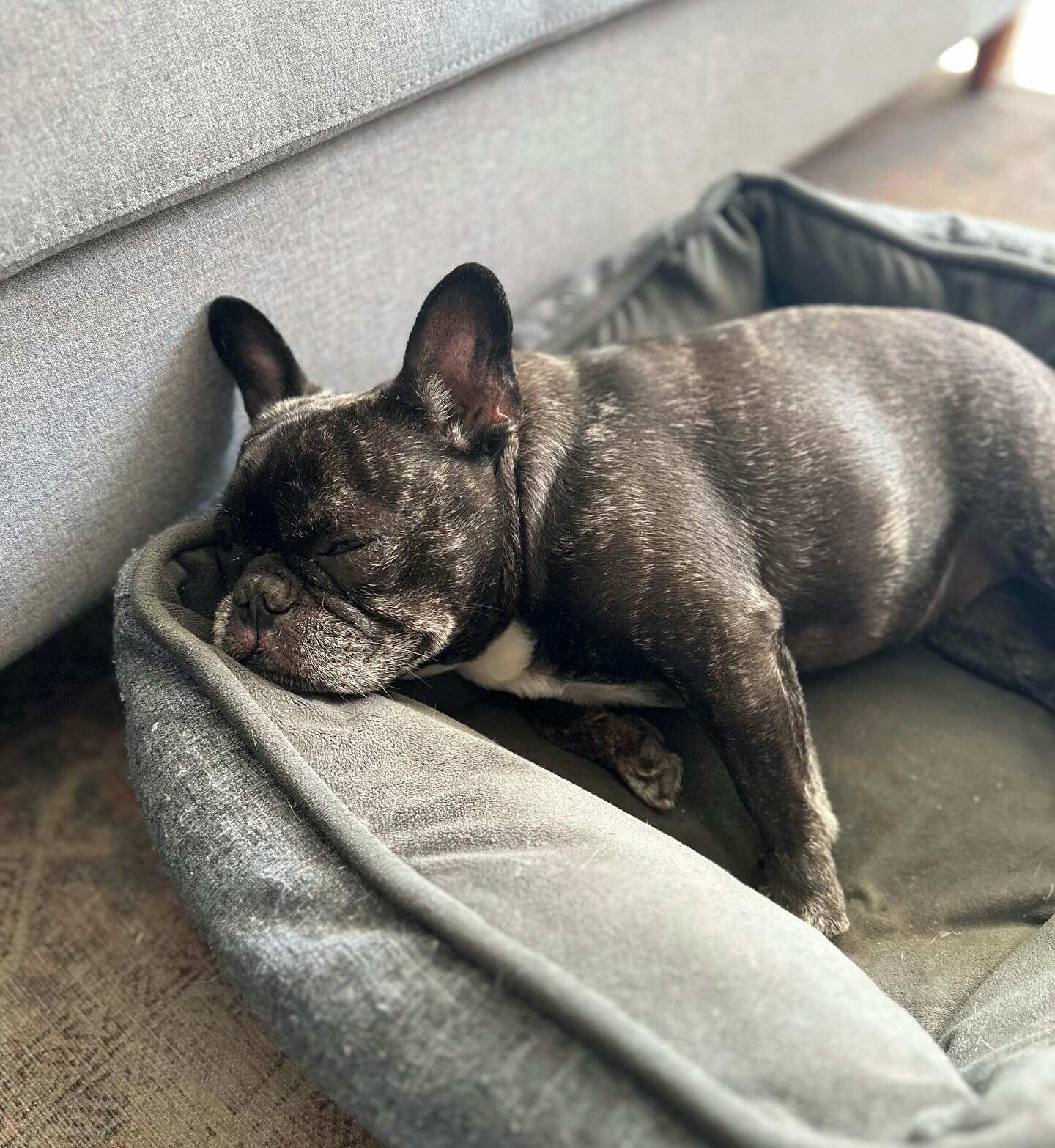 6 years old but forever our puppykins. Happy National Puppy Day @lefrenchiepixie #frenchie #frenchiesideeye #sideeye #pixiethefrenchbulldog #nationalpuppyday