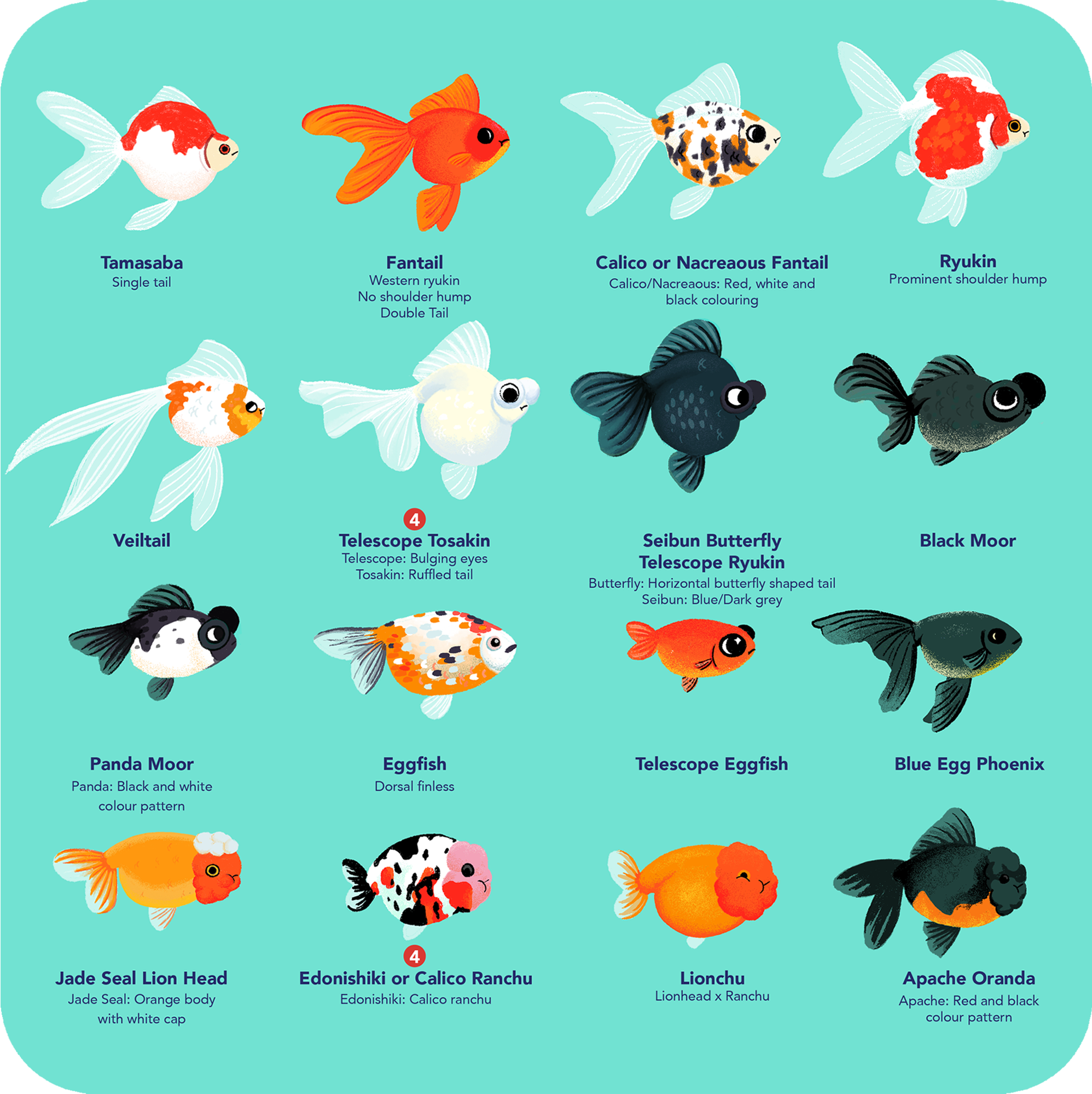 Goldfish Varieties