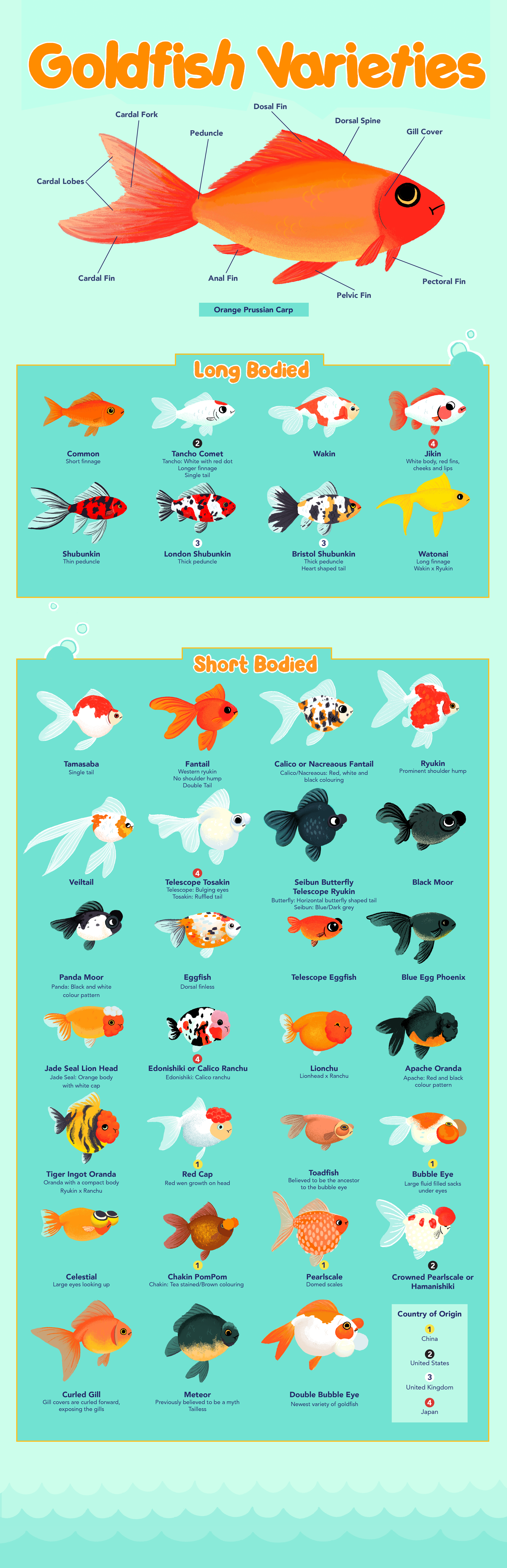 GoldFish-Body-Types.png