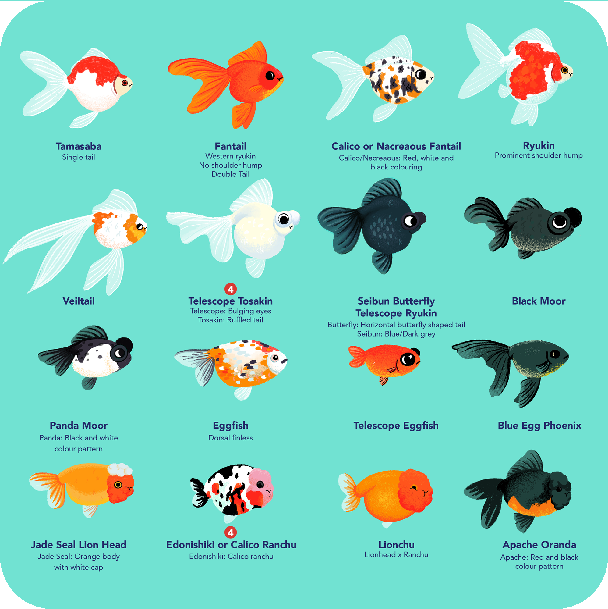 goldfish illo.png