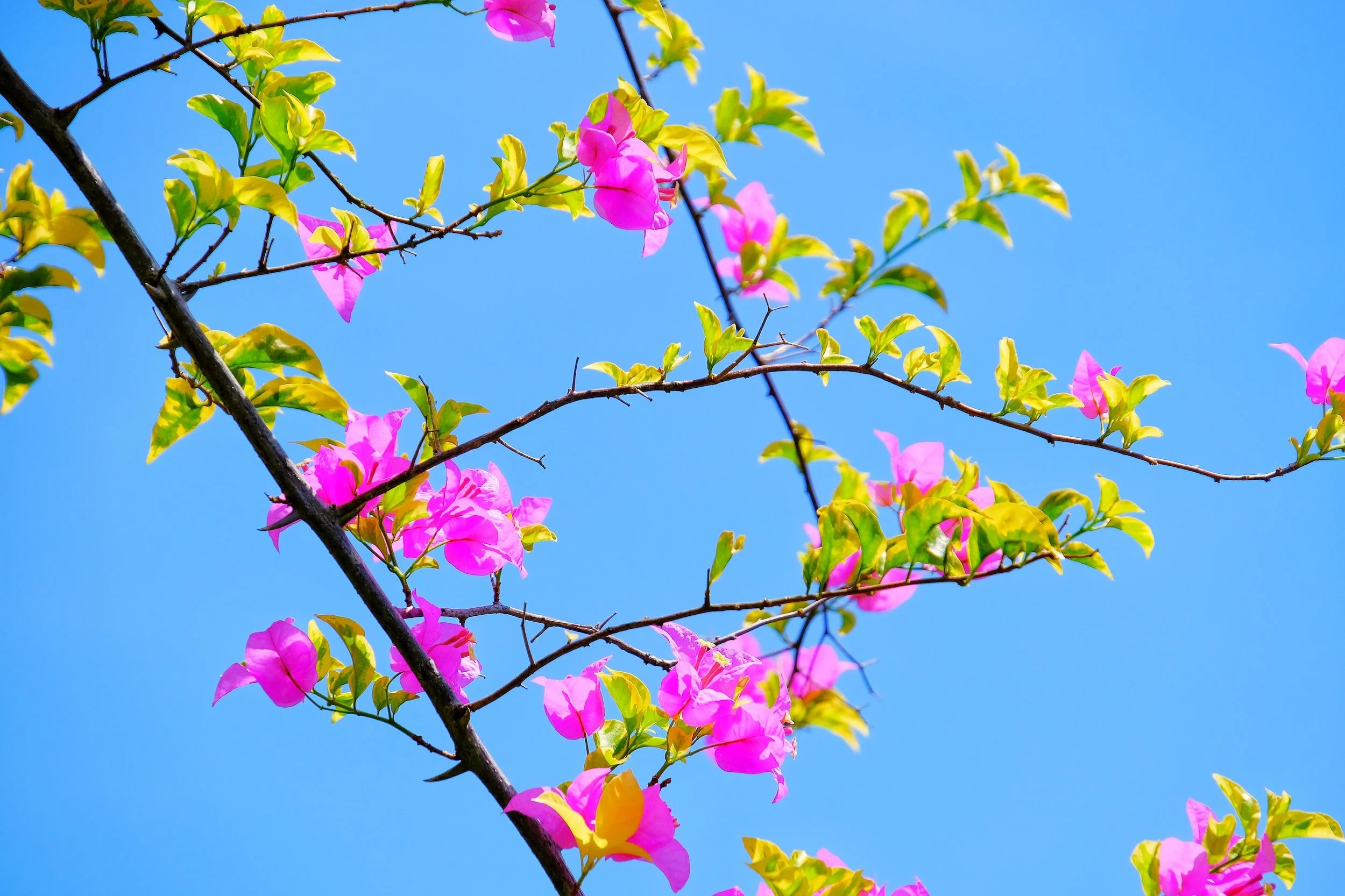 Pink blossoms with green leaves against blue sky