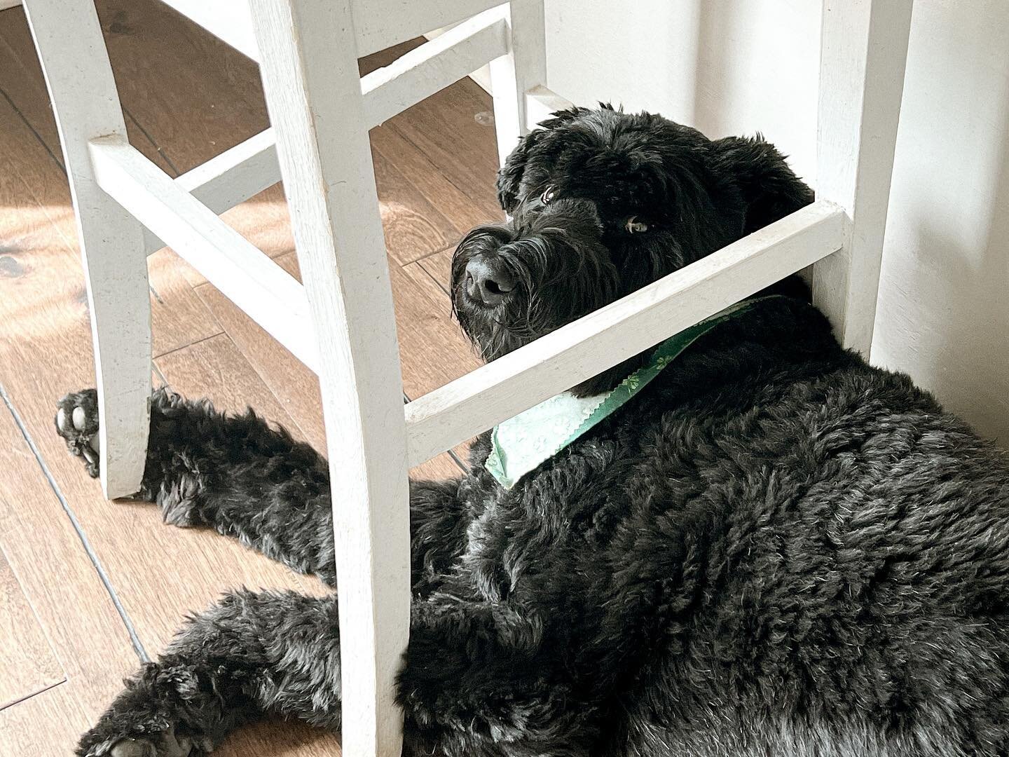 On today&rsquo;s episode of &ldquo;Where&rsquo;s Ripley?&rdquo; 

#ripleythegiant #schnauzersofinstagram #doglife #dogsofinstagram #giantschnauzer #wheresripley