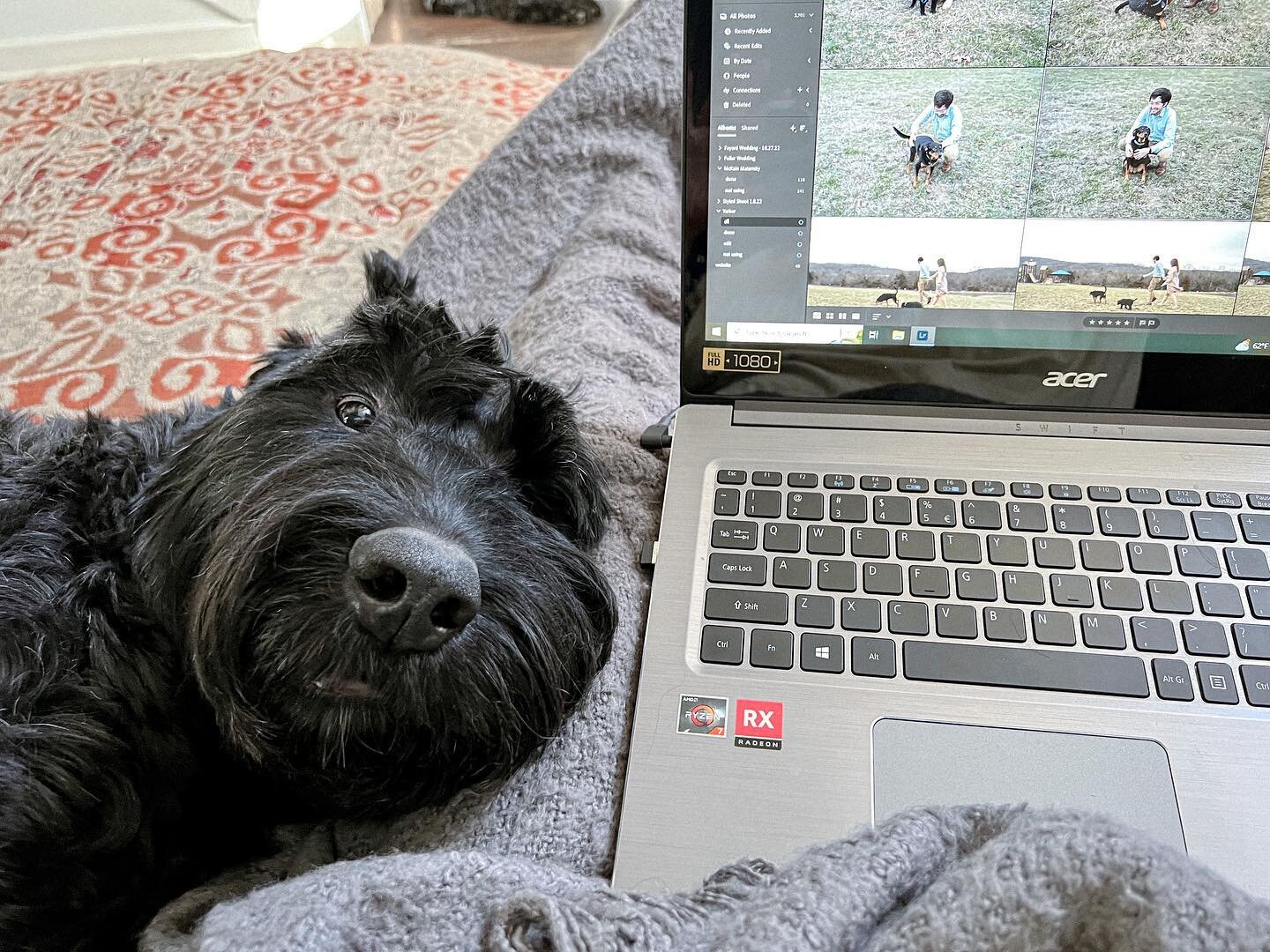 The best editing buddy while Ripley takes the surveillance for a bit 📸

#solothegiant #giantschnauzer #blackdog #arkansasliving #dogsofinstagram #schnauzersofinstagram #schnauzerlife #doglife