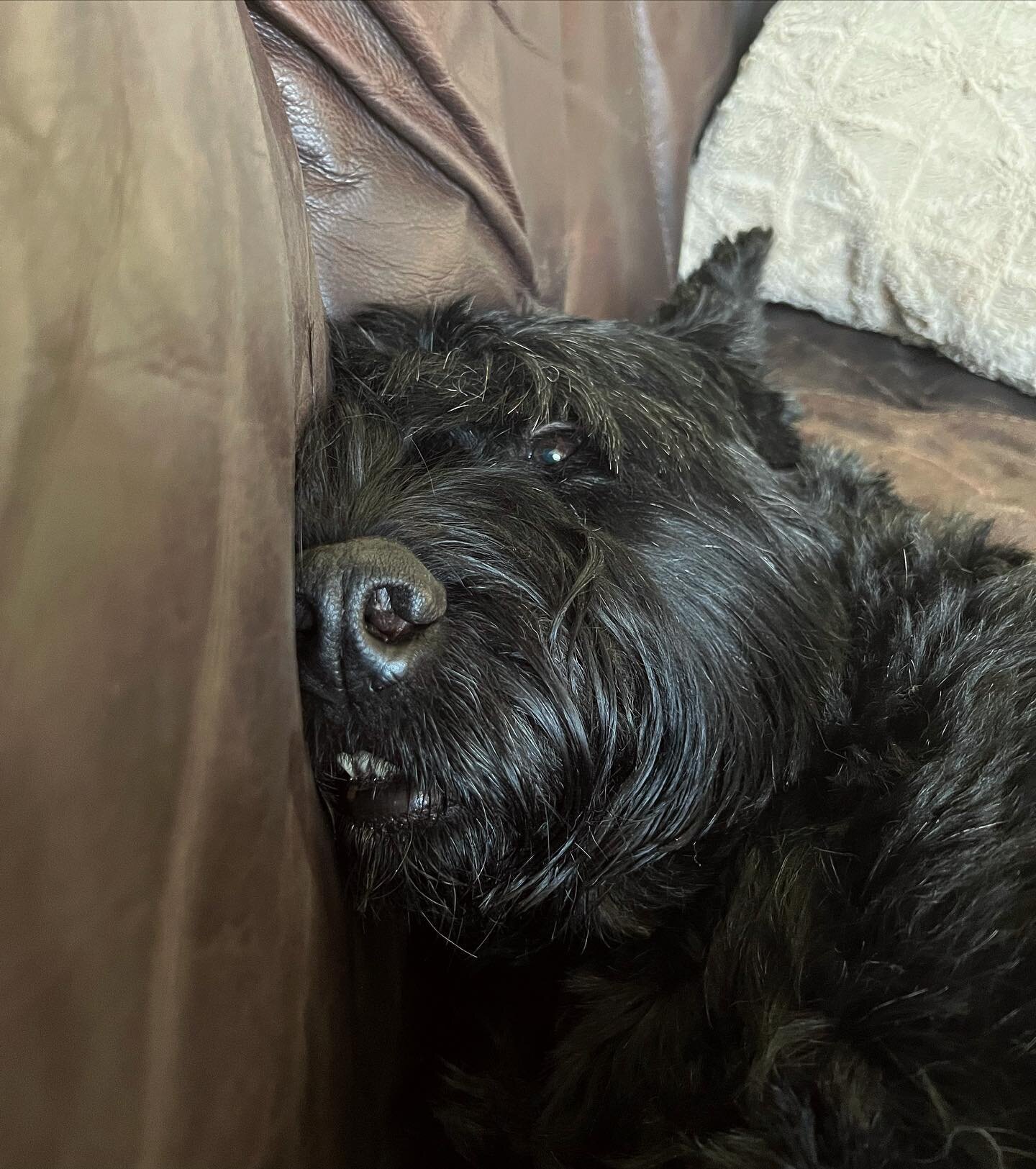 The face you make when Mom catches you napping 10 minutes after you wake up in the morning 💤 

#solothegiant #giantschnauzersofinstagram #giantschnauzer #blackdog #nap #doglife #sundaymornings #dogsofinstagram #schnauzersofinstagram