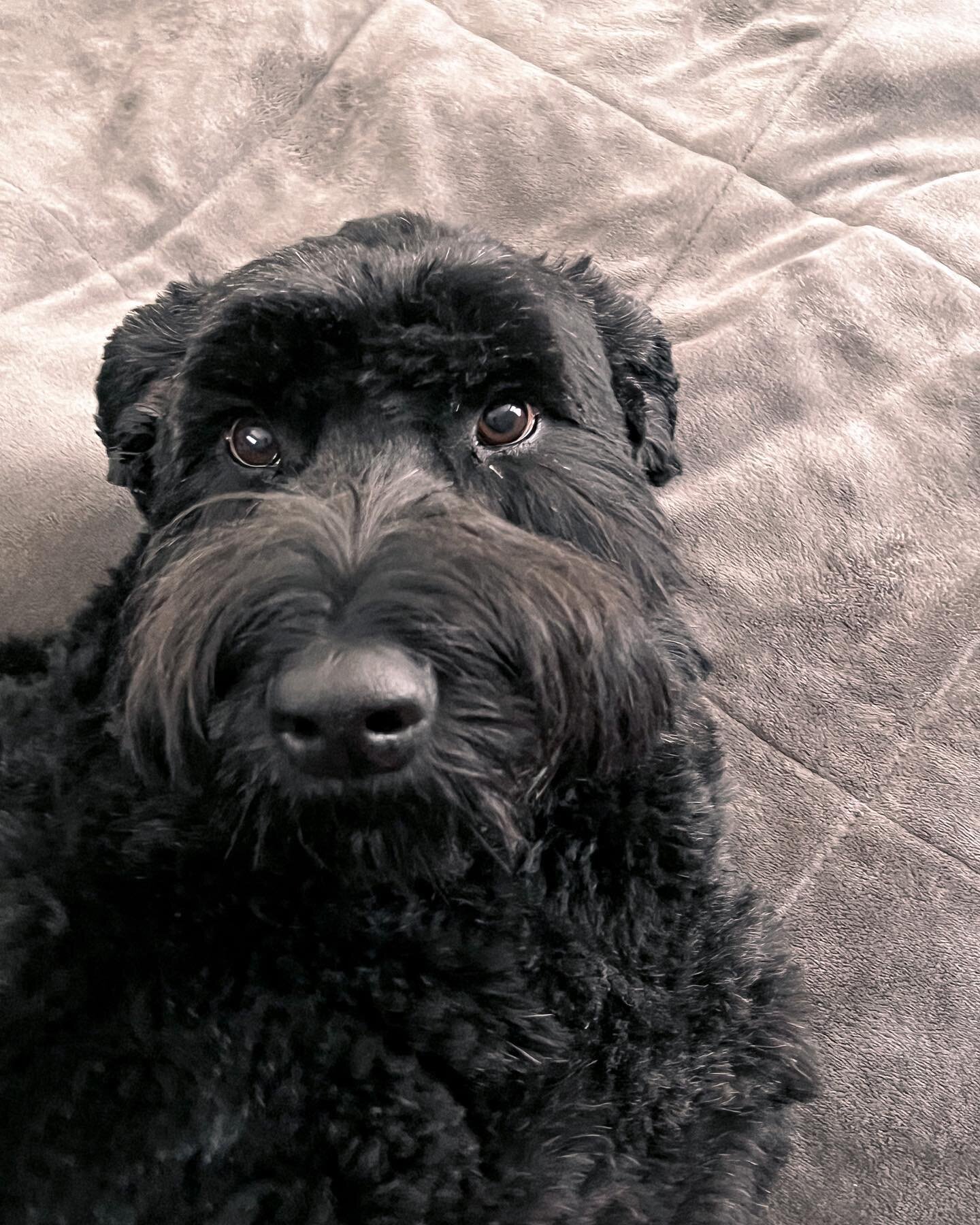 The sweetest baby girl eyes 😍👀 Ripley may be 4, but she is definitely still the baby of the family! 

#ripleythegiant #giantlife #giantschnauzer #giantschnauzersofinstagram #dogsofinstagram #doglife #arkansasliving #schnauzer #schnauzersofinstagram