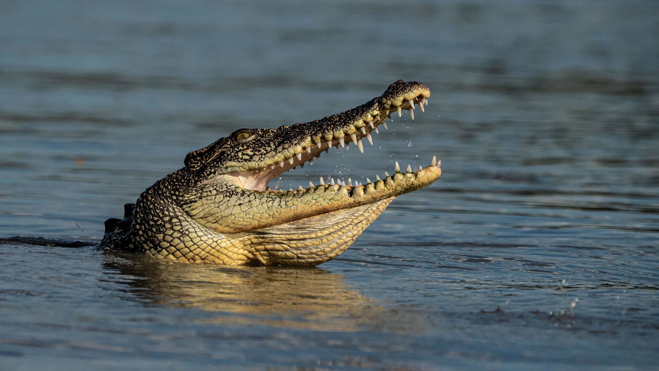 Day 6 PM Porosus 14.05.26  Allan-71.jpg
