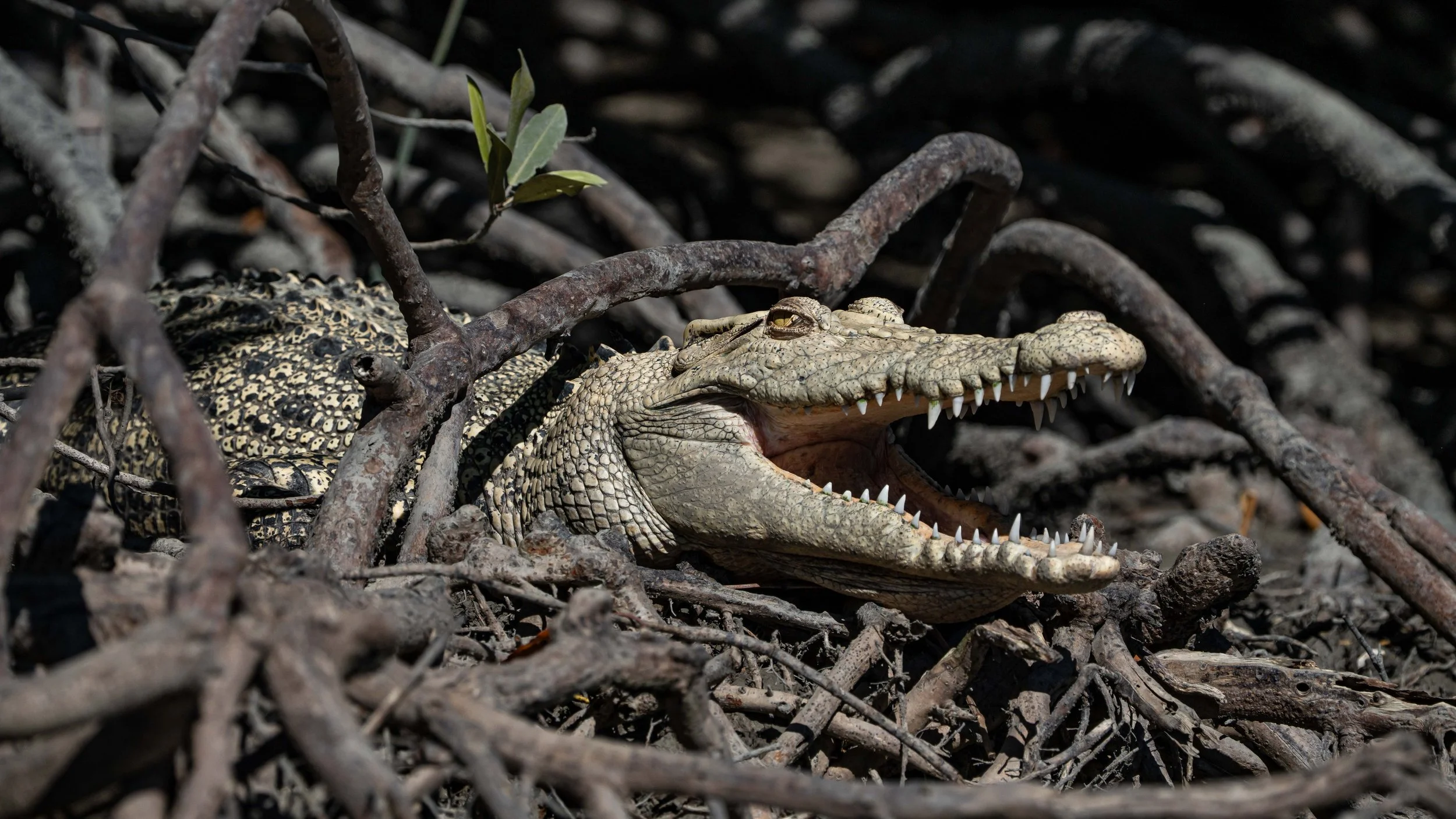 Day 6 AM Porosus 25.05.26  Allan-37.jpg