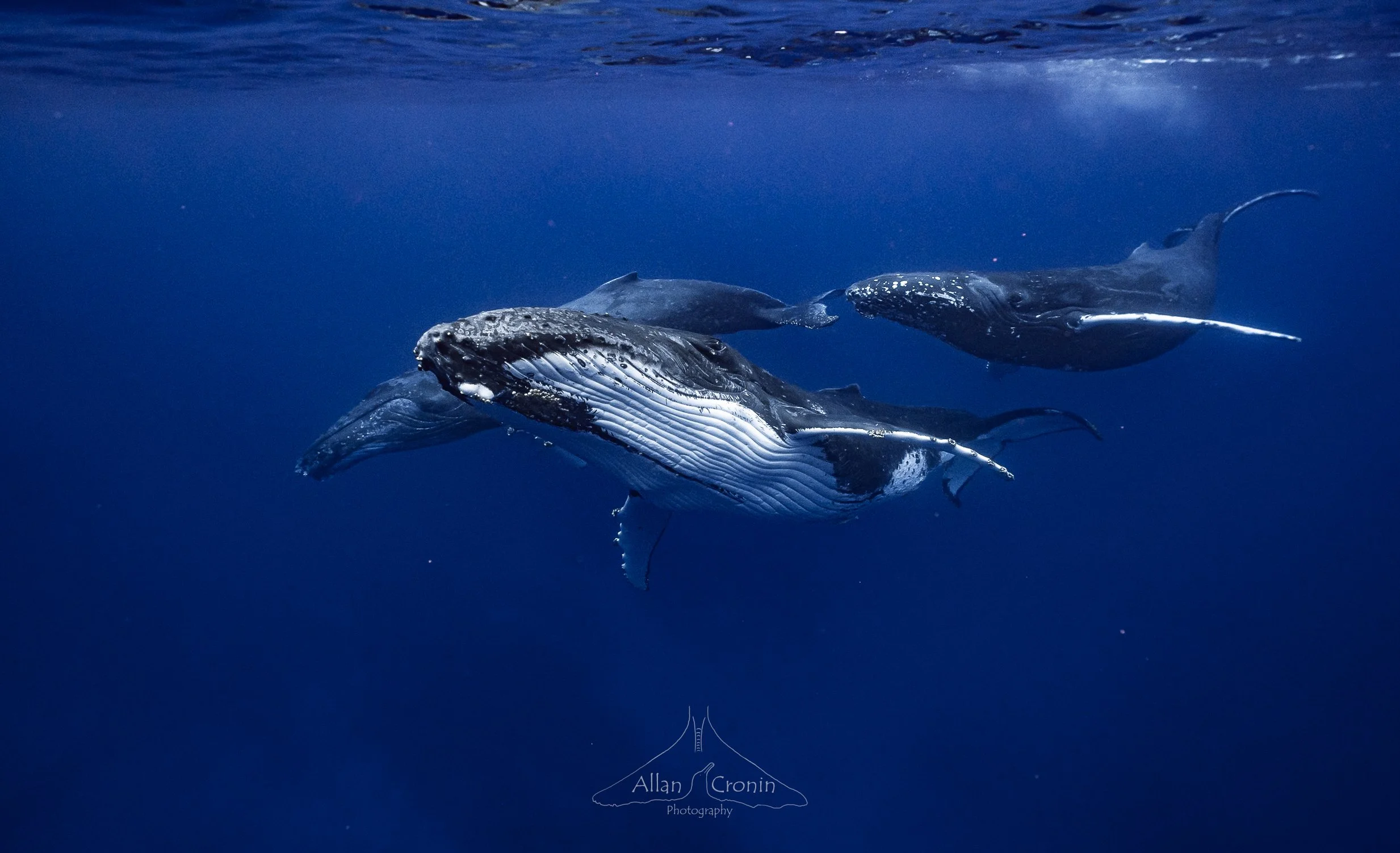 22nd July Whales (20).jpg