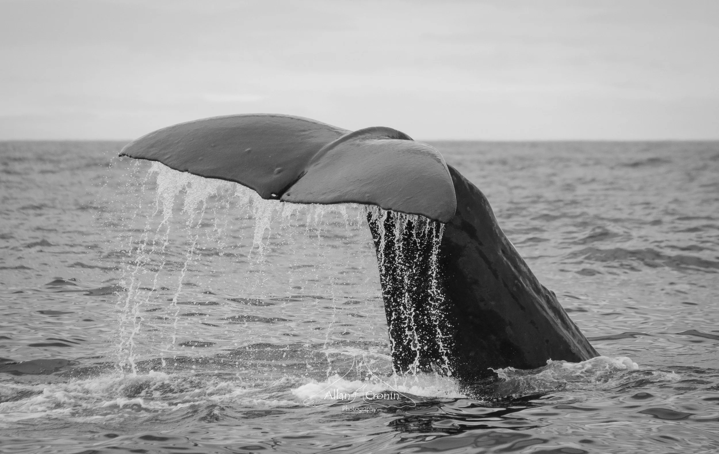 DSC_0696.jpg