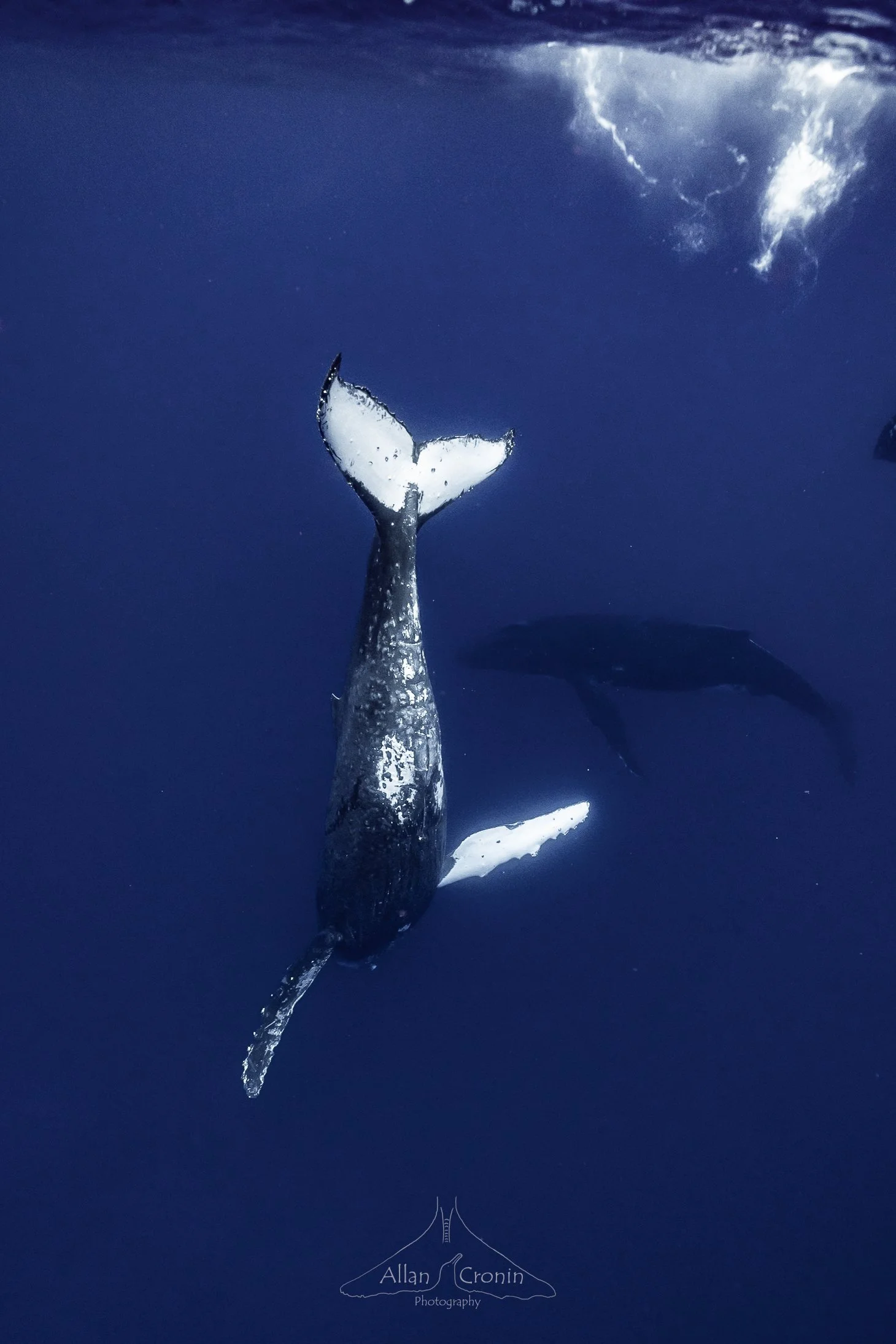 22nd July Whales (15).jpg