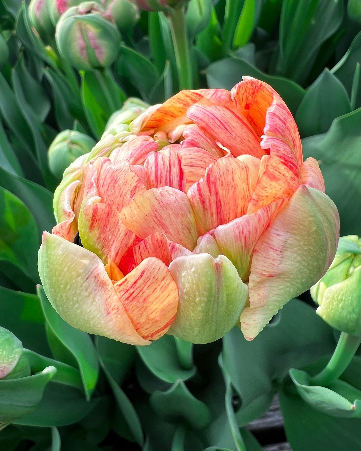 Gudoshnik Double tulip, the biggest tulip we have. It has two foot stems and huge bomb flower, in the colors of Ranier cherries.
.
.
.
#tulips #springflowers #mayfieldfarm #mayfieldfarmwv #morgantownflowerfarm #flowerfarm #flowerfarmer #womenwhofarm 