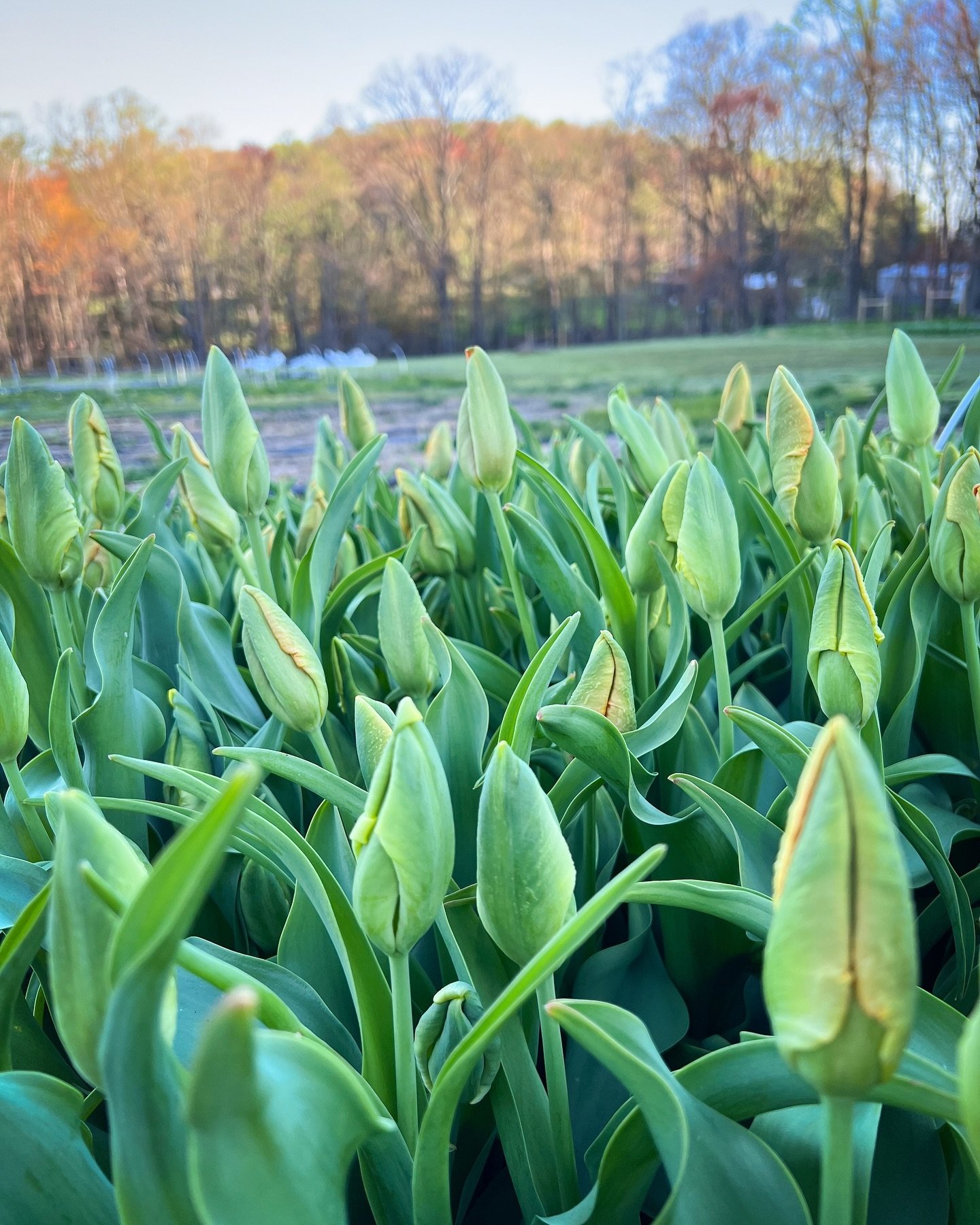 The last of the tulips, nearly ready to bloom. We love tulips, and these past four weeks have kept us busy! We will have our own mini tulip market this Saturday, April 20, when we have our first tuber pickup on the farm. 
.
.
.
#tulips #tulipseason #